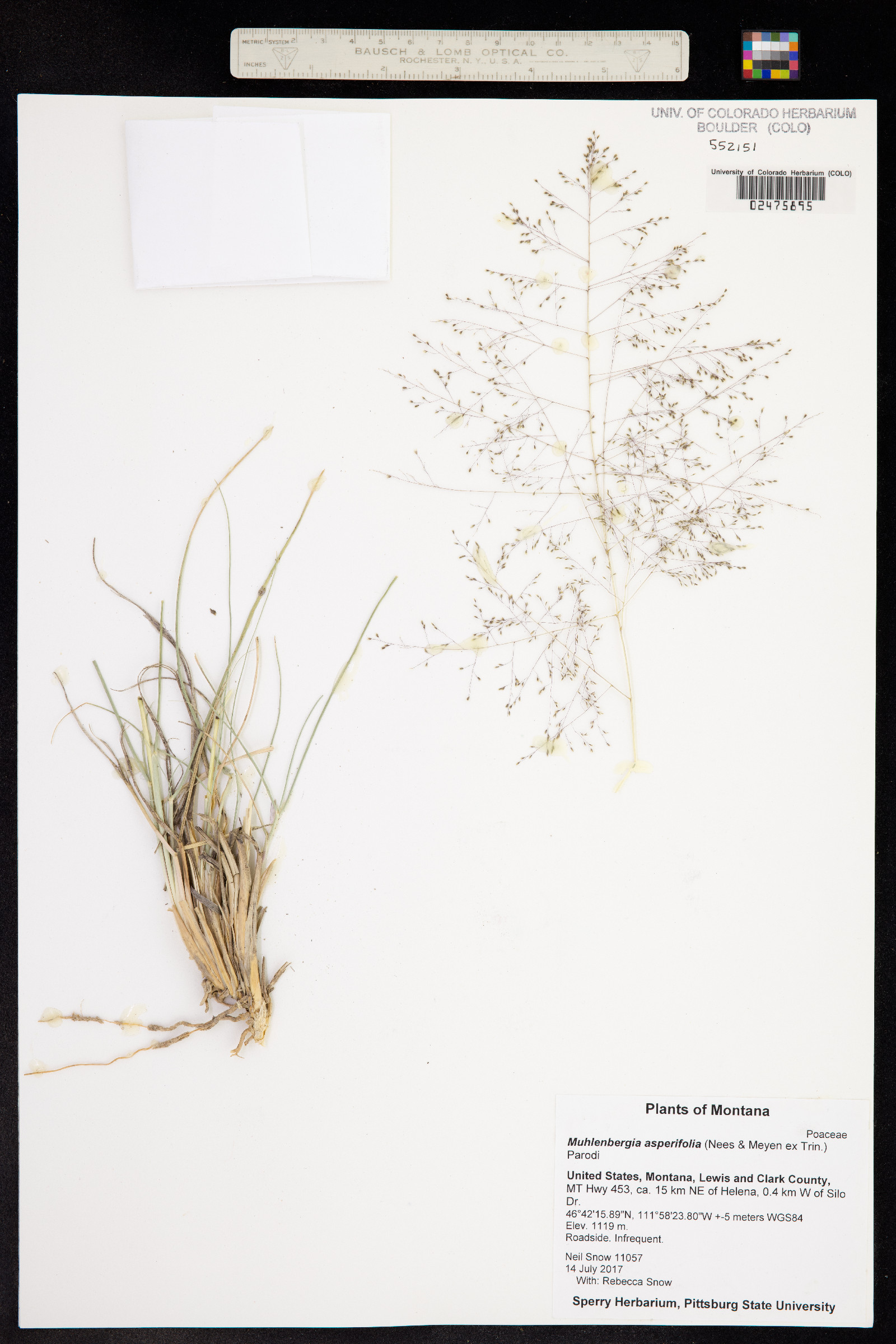 Muhlenbergia asperifolia image