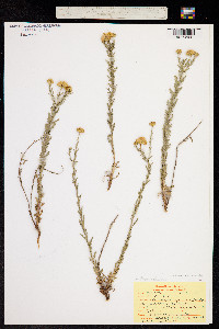 Machaeranthera pinnatifida image