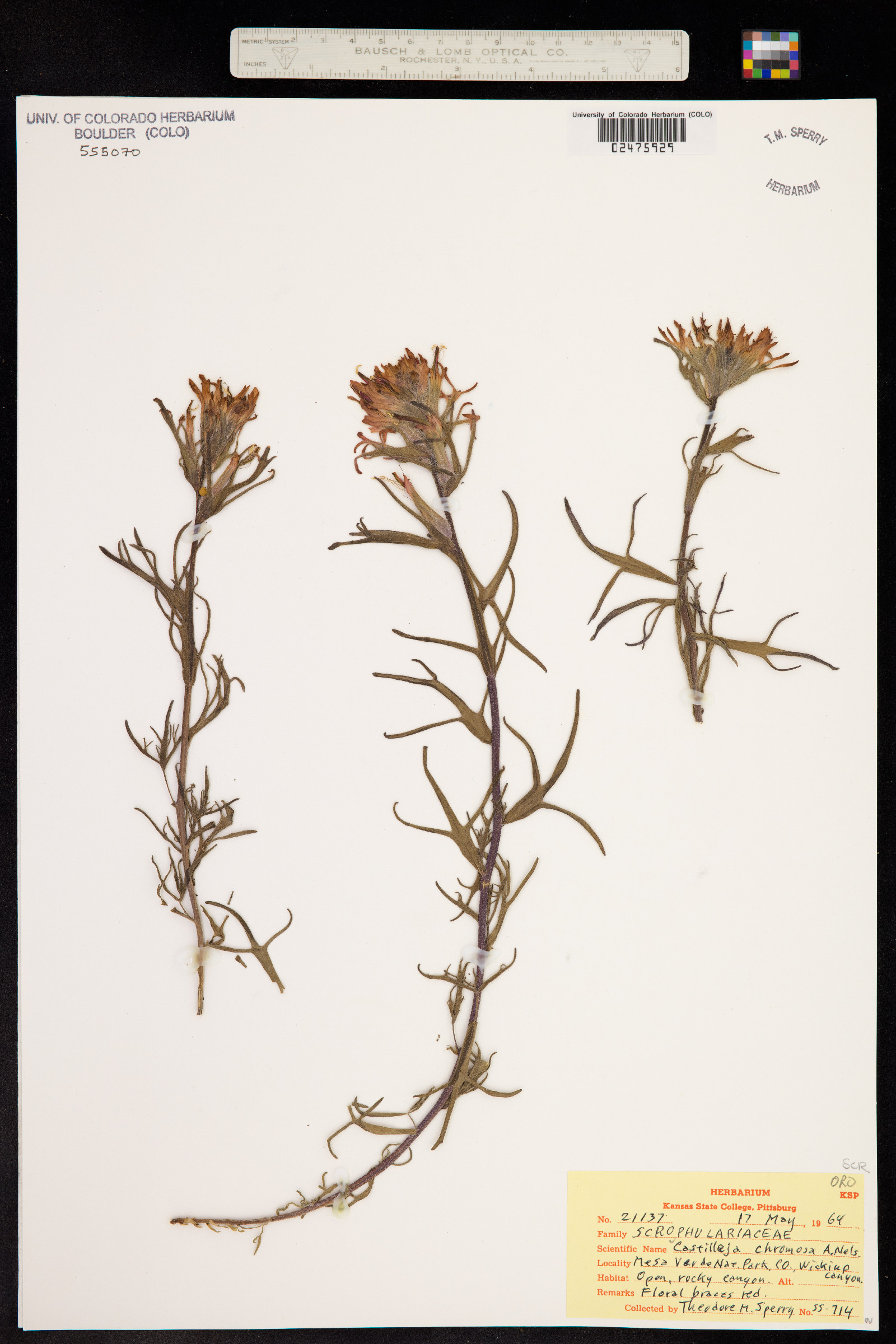 Castilleja angustifolia image