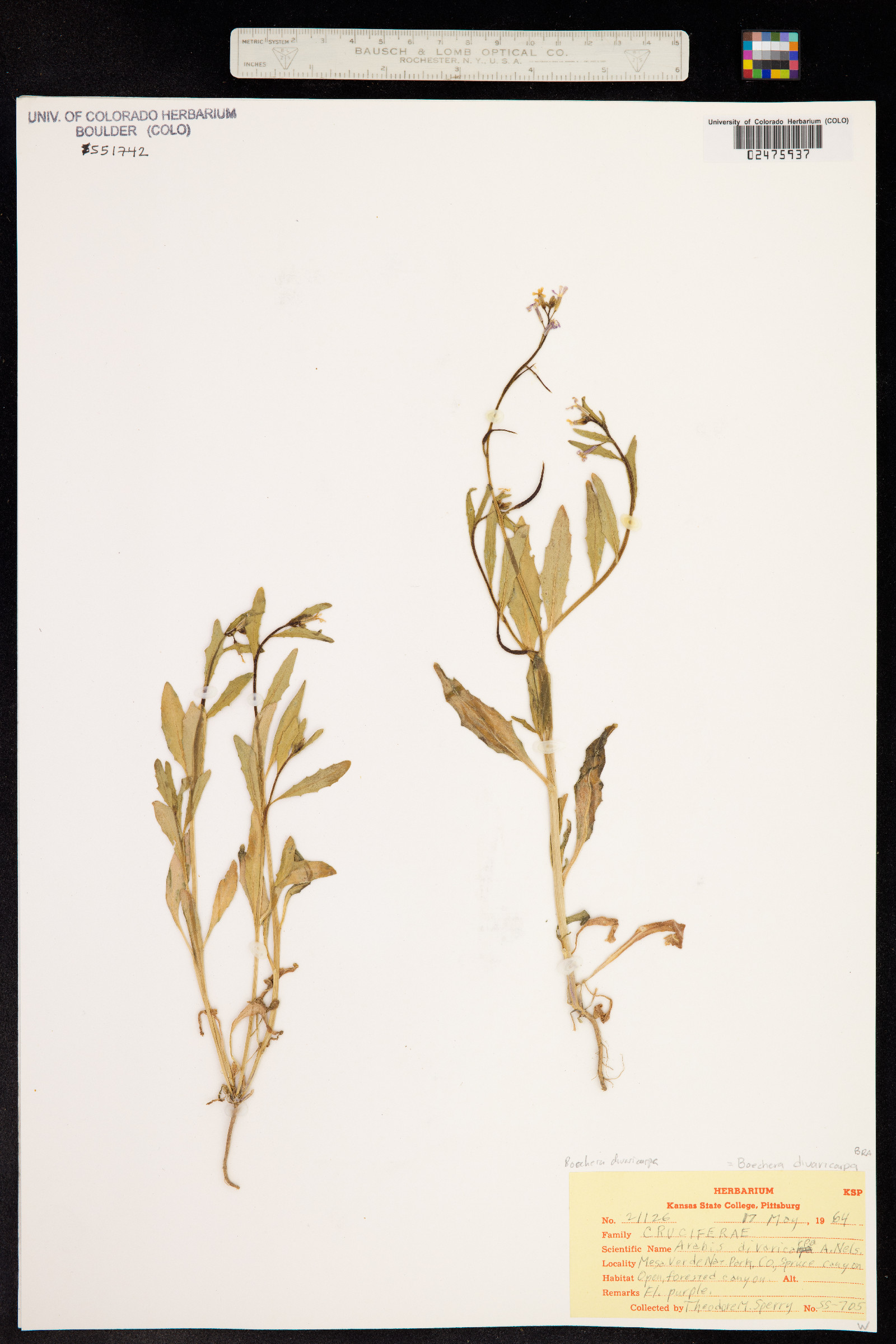 Boechera divaricarpa image