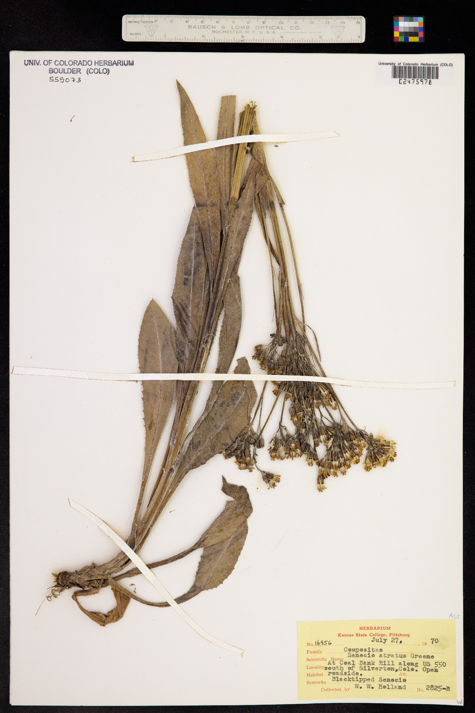 Senecio atratus image