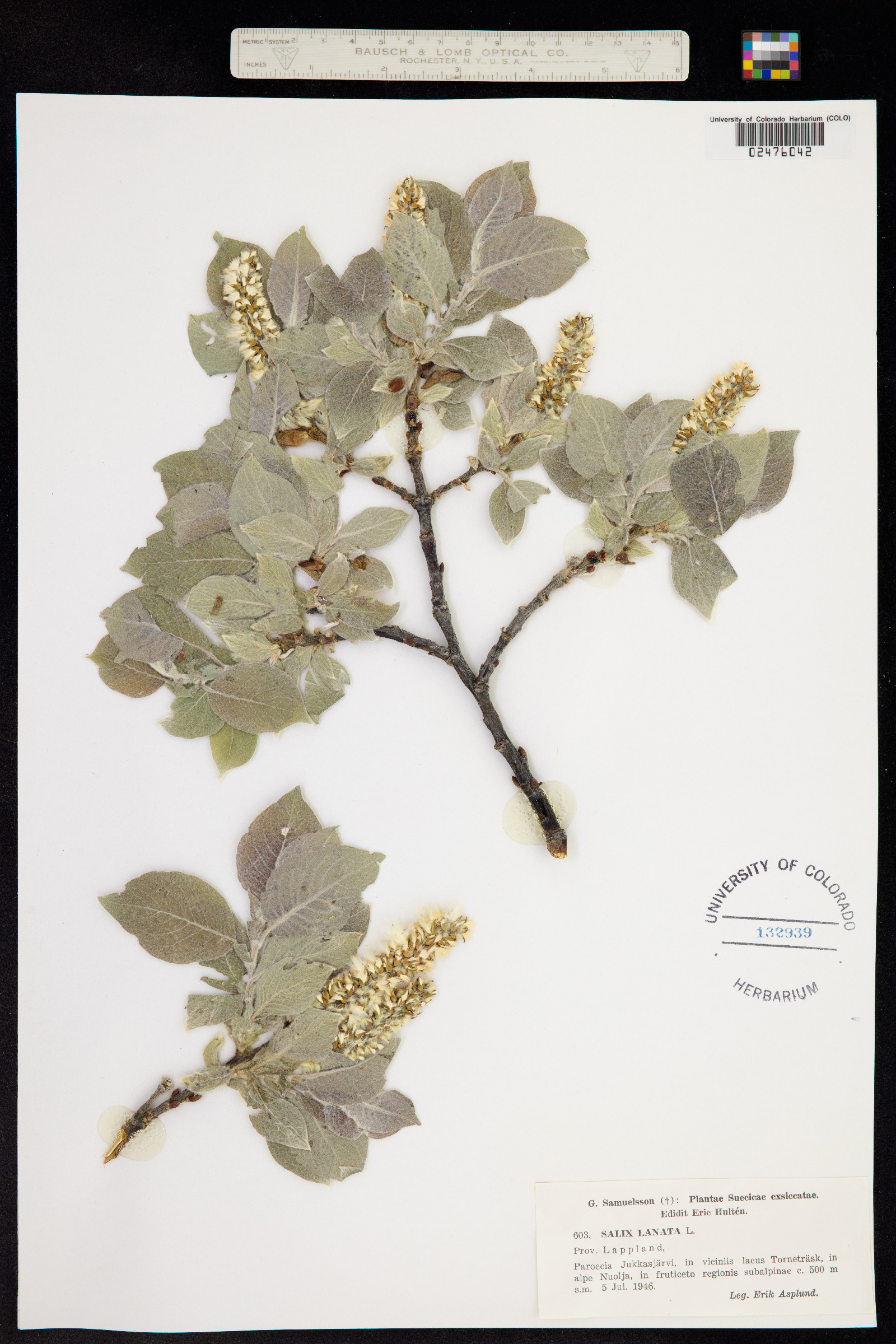 Salix lanata image