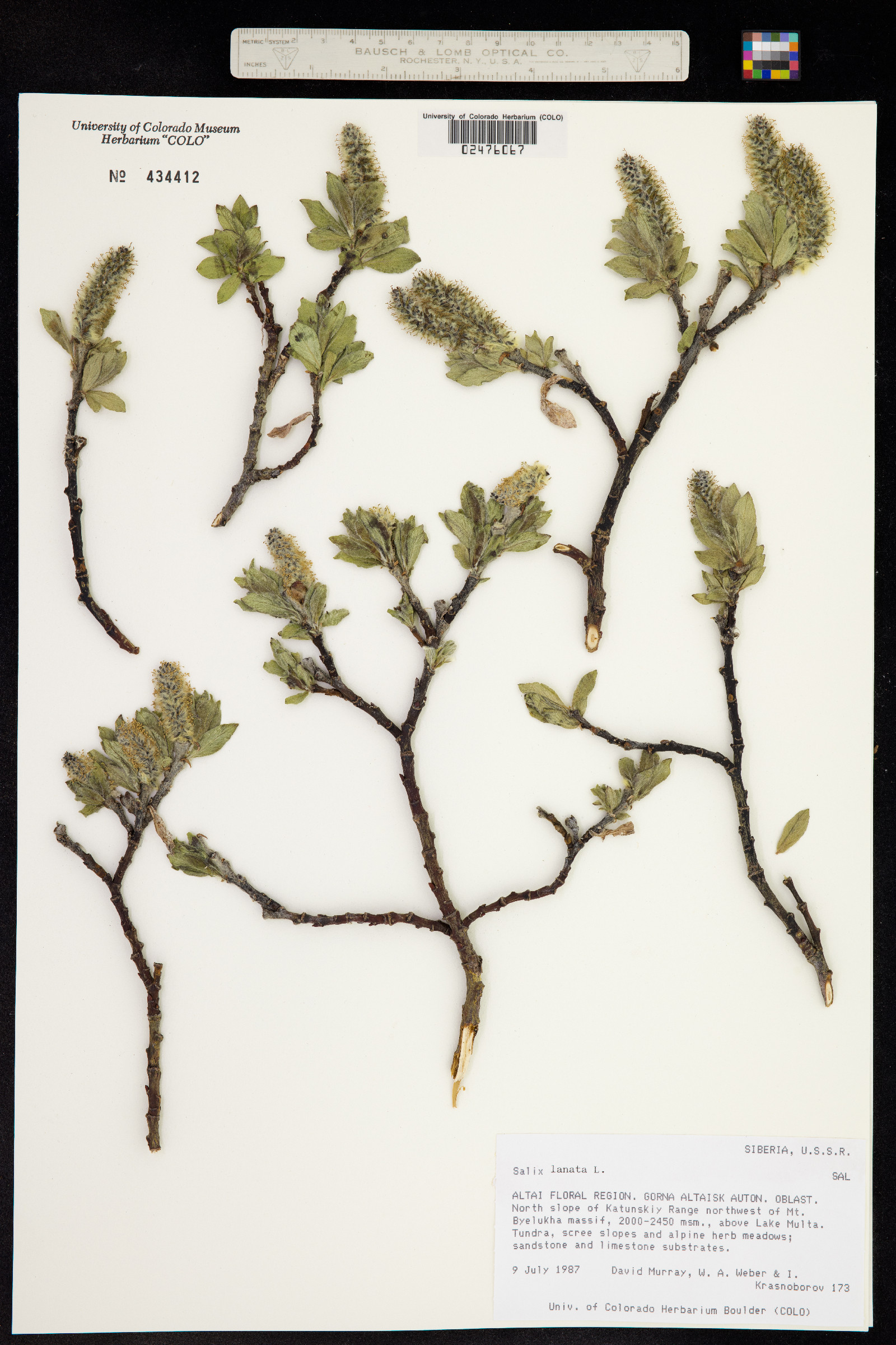 Salix lanata image