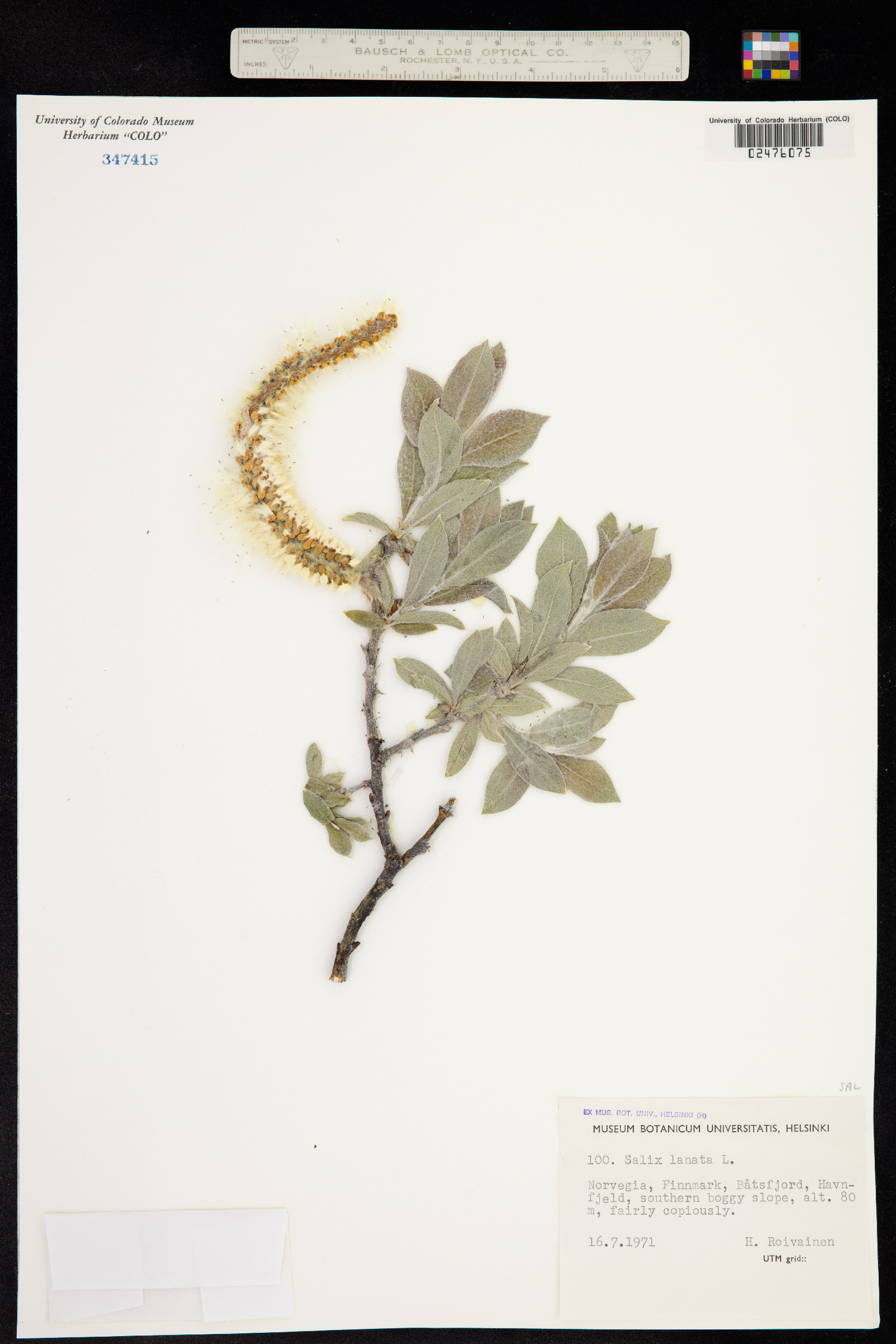 Salix lanata image