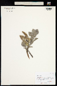 Salix lanata image