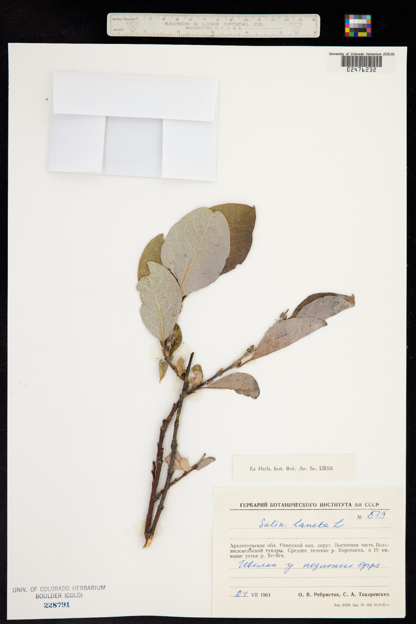 Salix lanata image