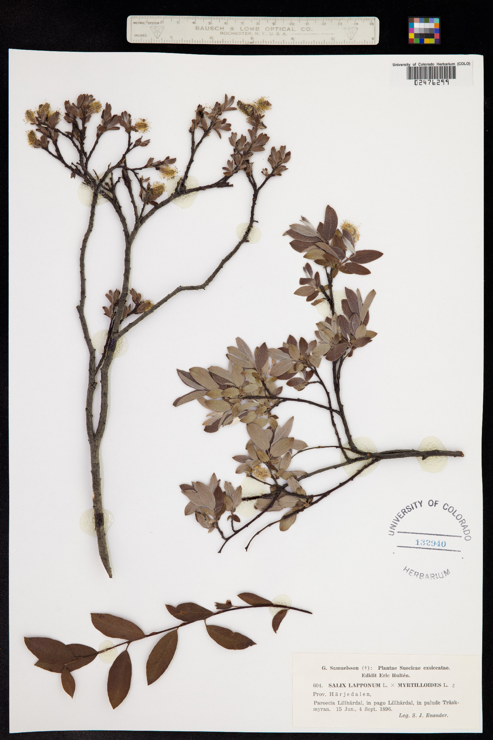 Salix lapponum image