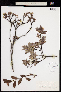 Salix lapponum image