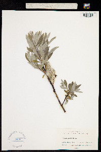 Image of Salix lapponum