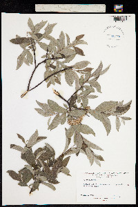 Salix lapponum image