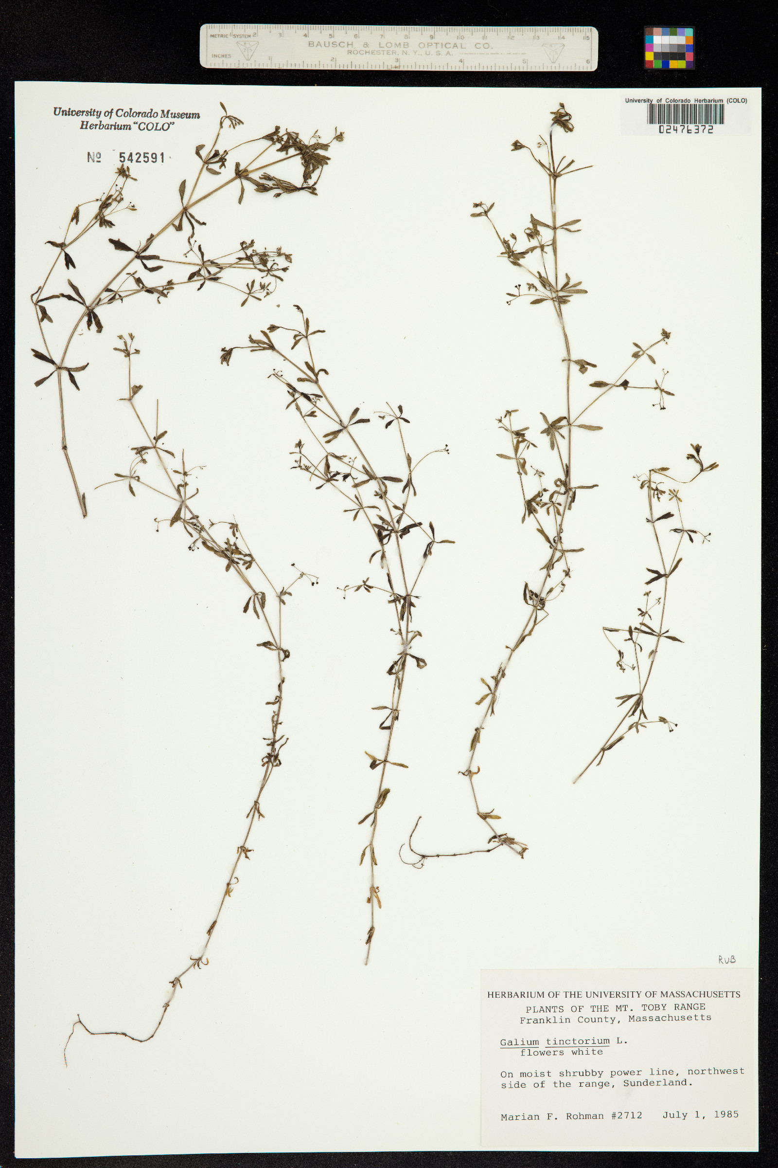 Galium tinctorium image
