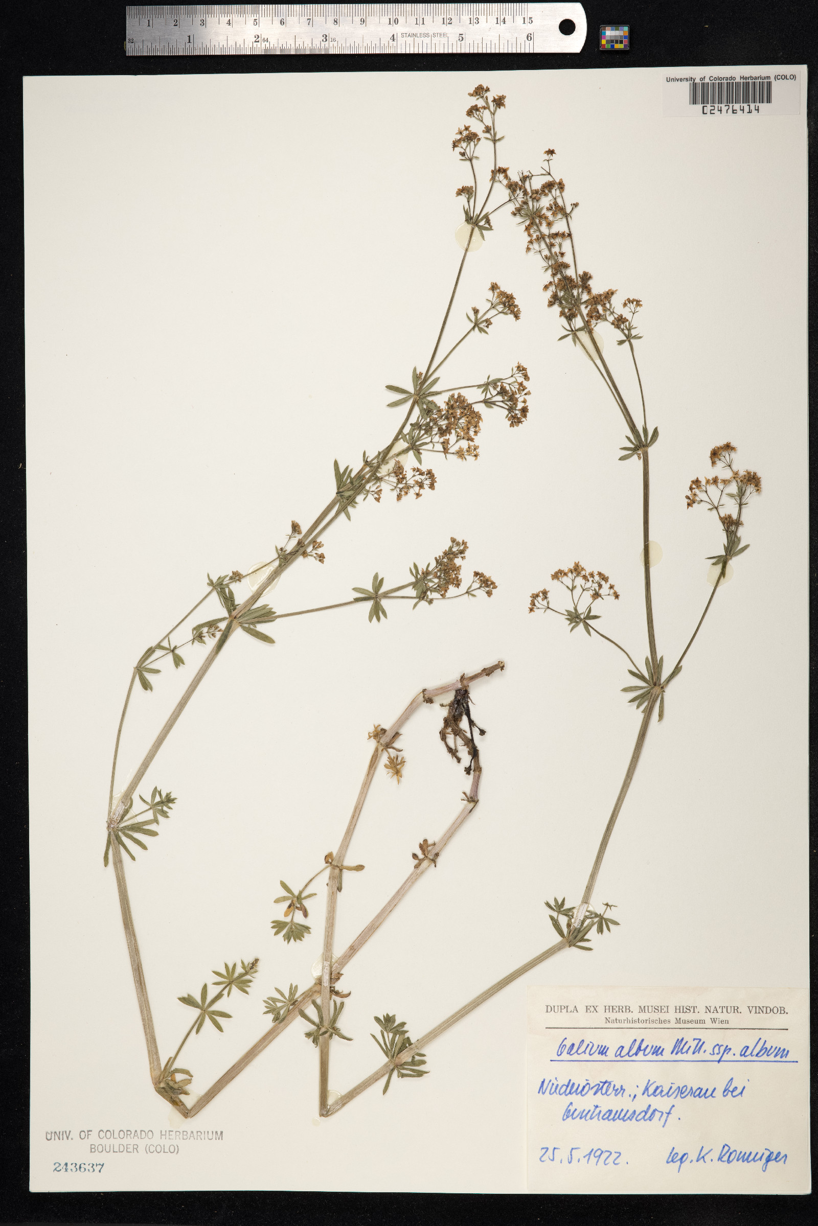 Galium album image