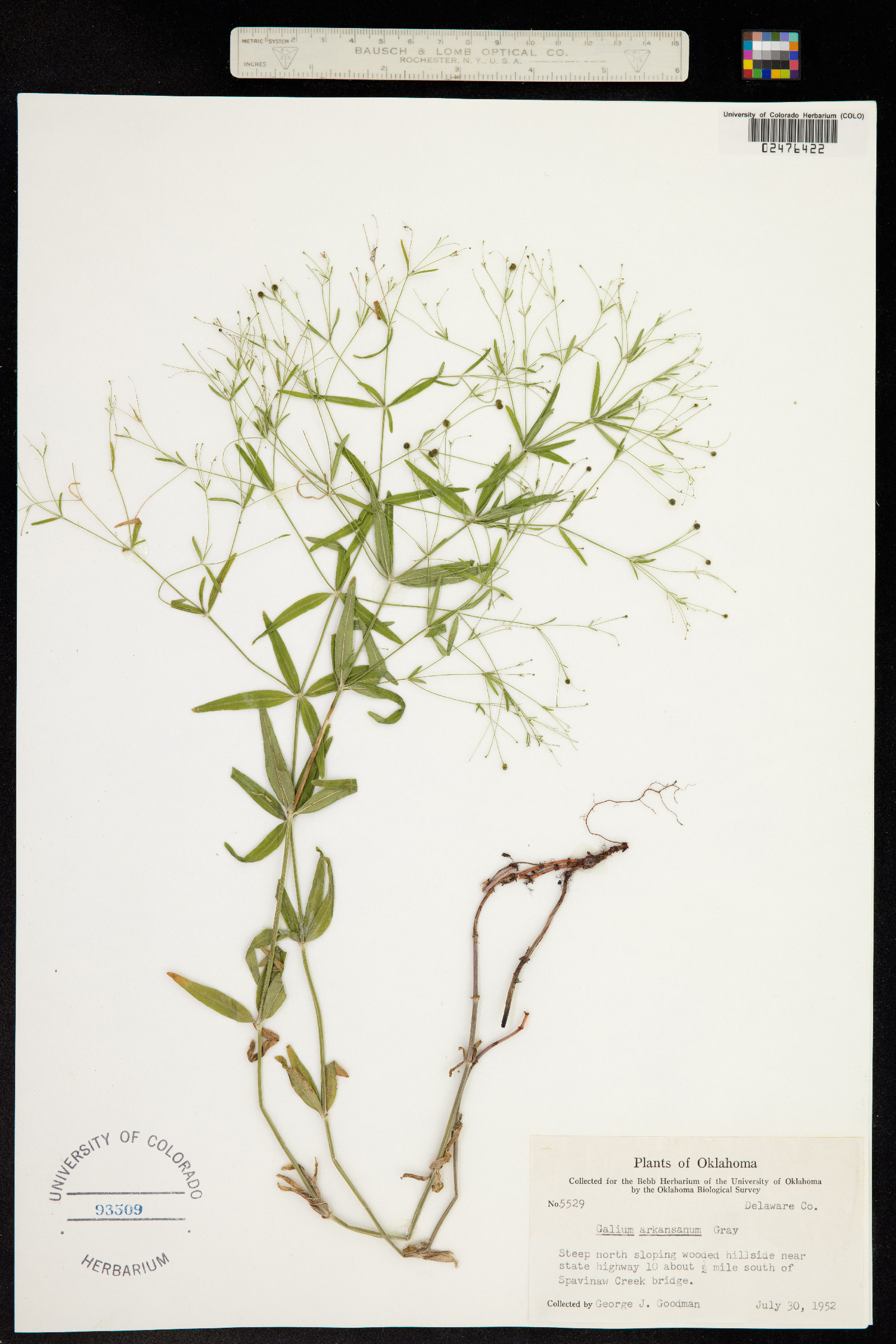 Galium arkansanum image