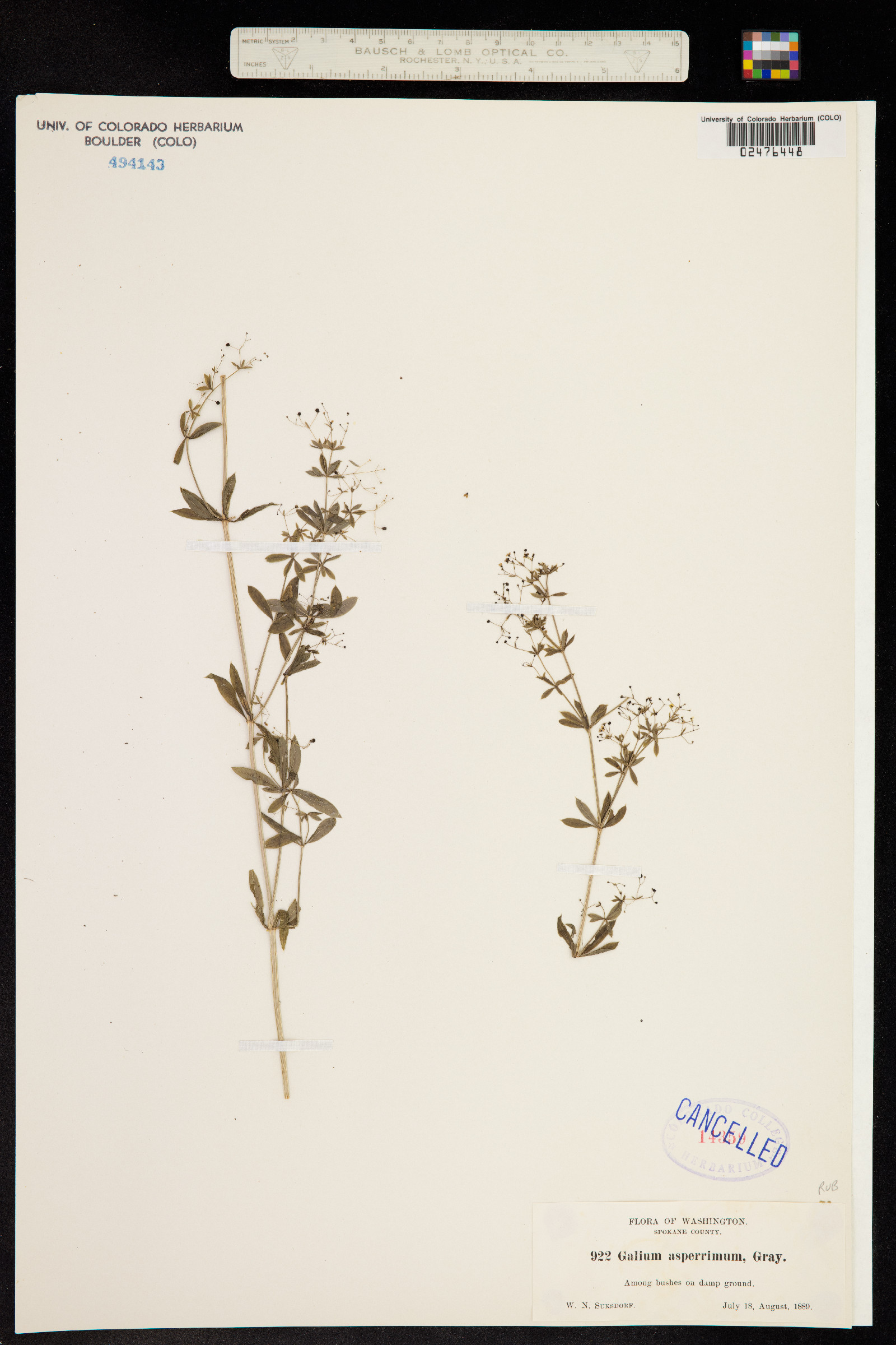 Galium mexicanum ssp. asperrimum image