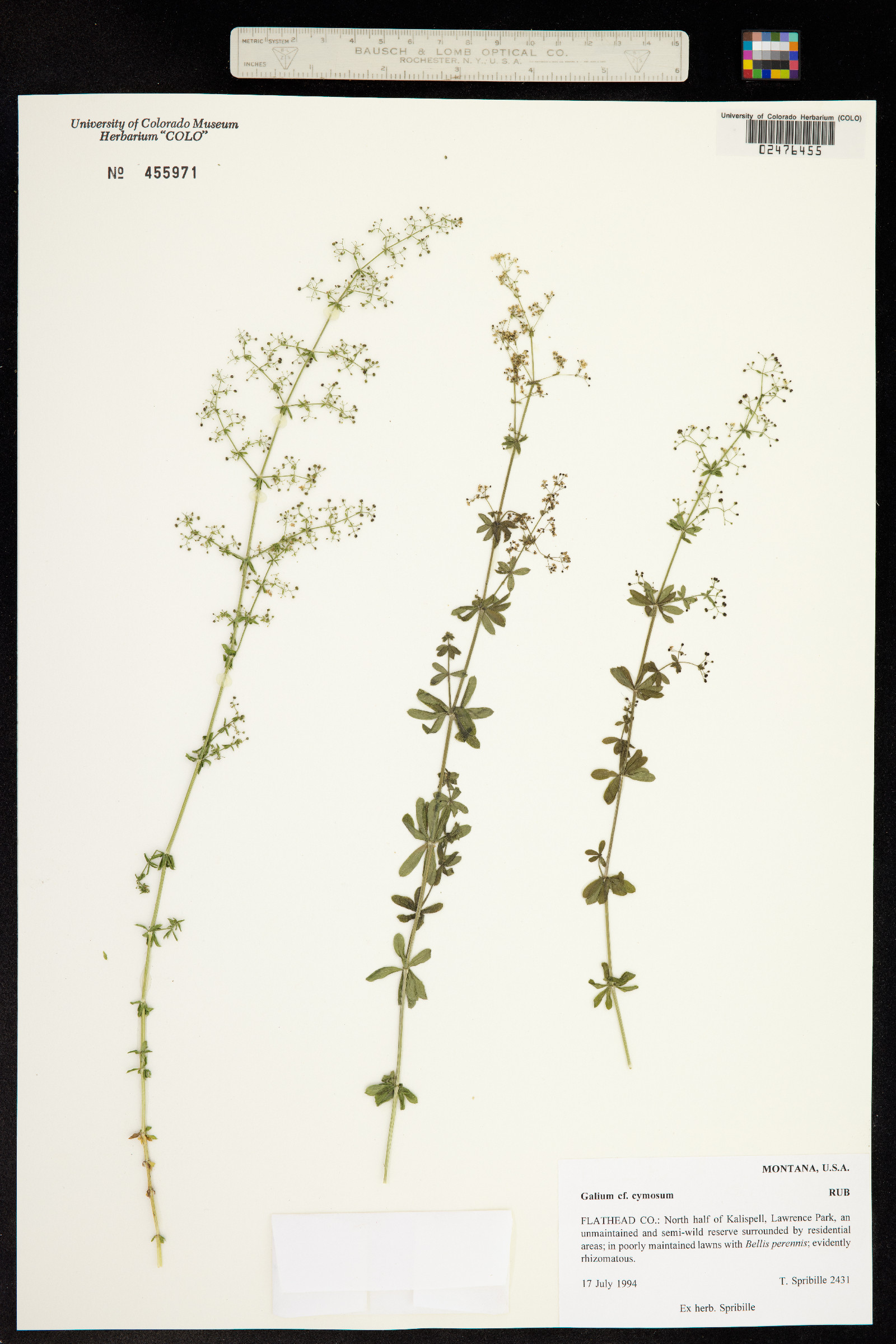 Galium trifidum ssp. columbianum image