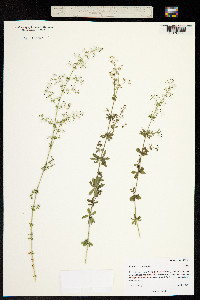 Image of Galium columbianum