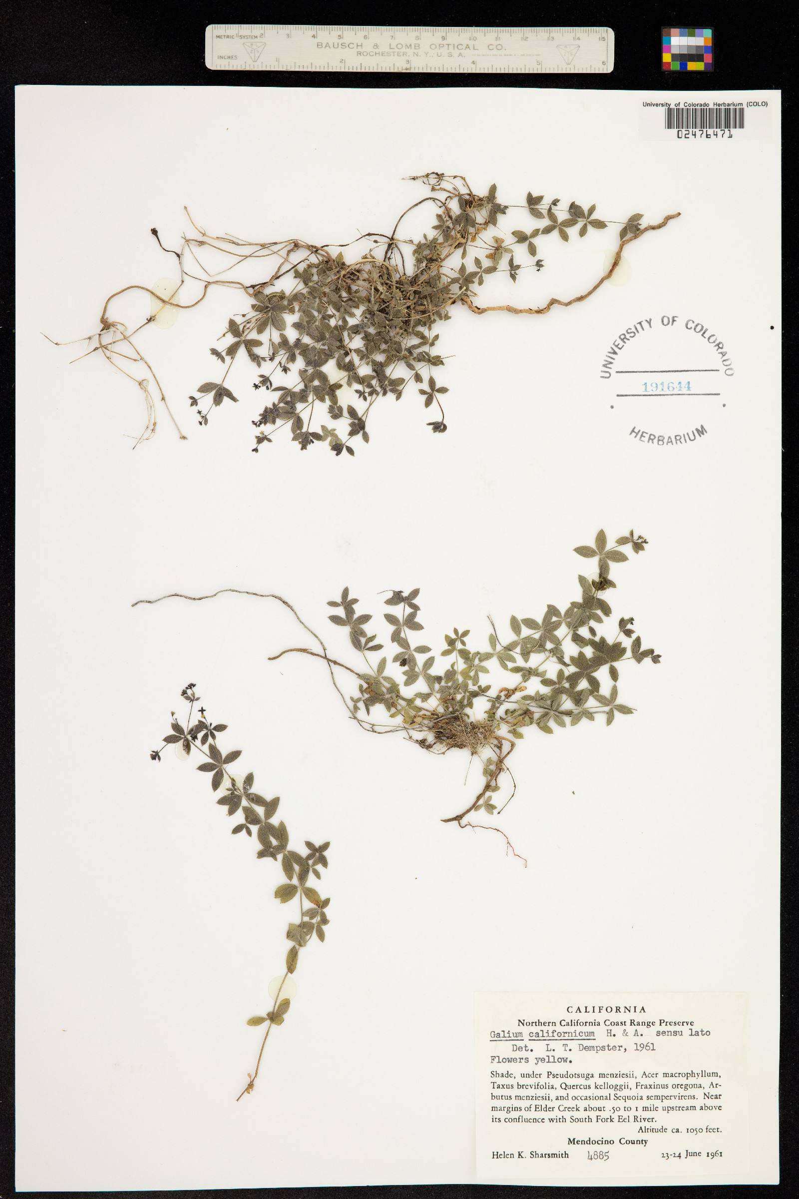 Galium californicum image