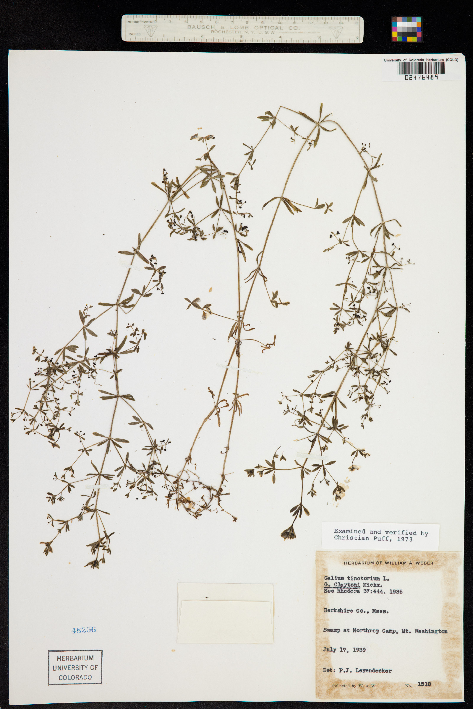 Galium tinctorium image