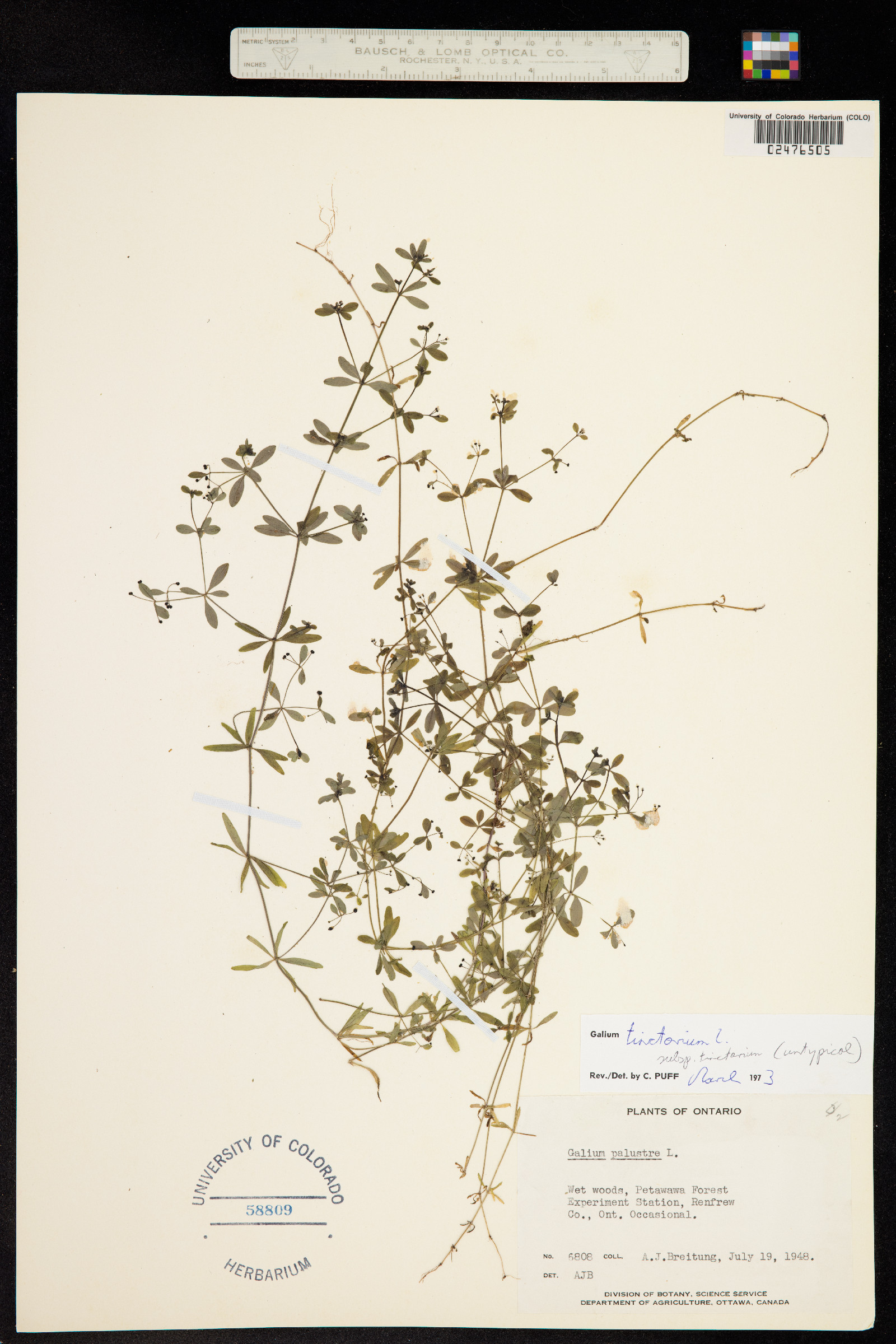 Galium tinctorium image