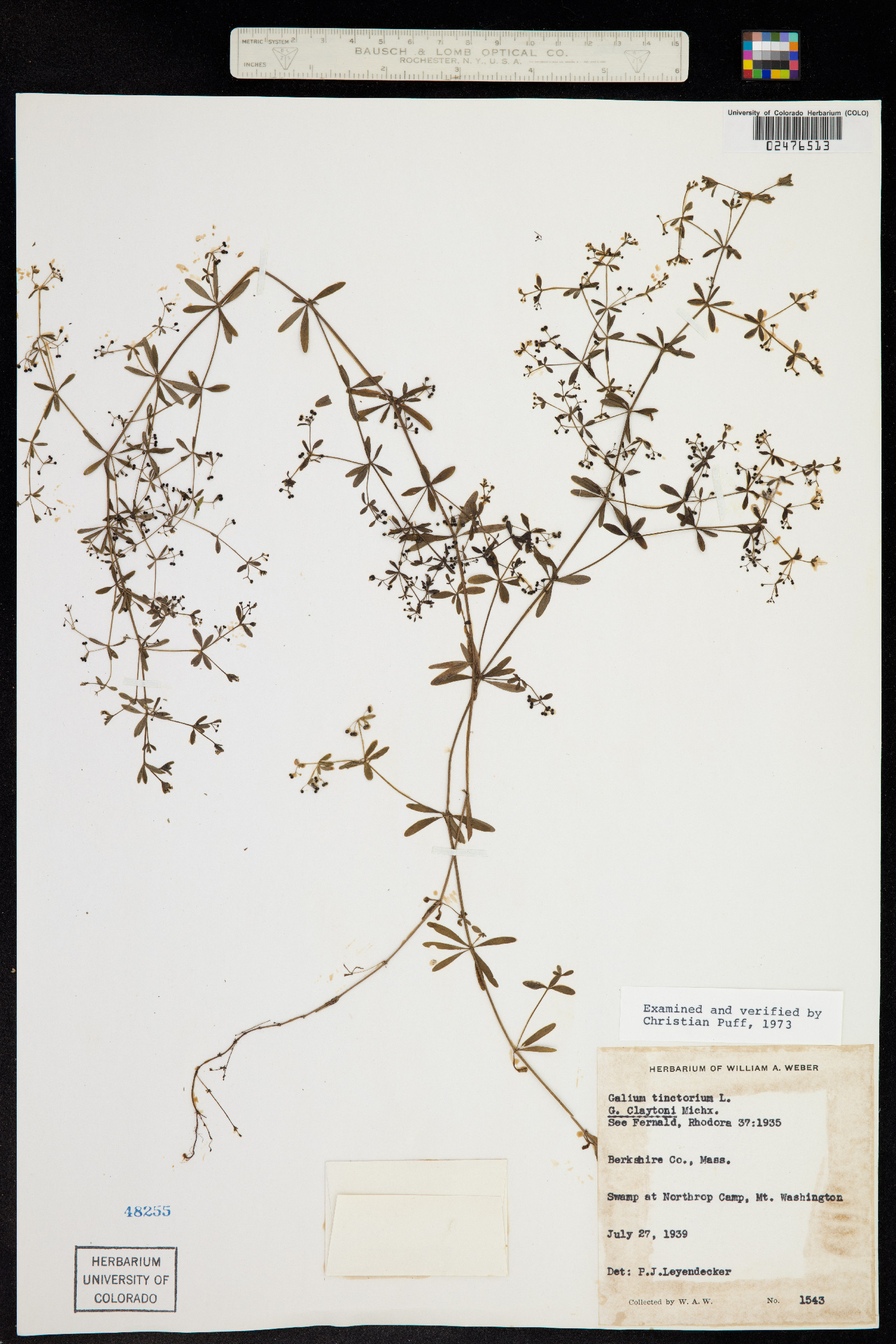 Galium tinctorium image