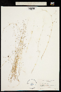 Galium divaricatum image