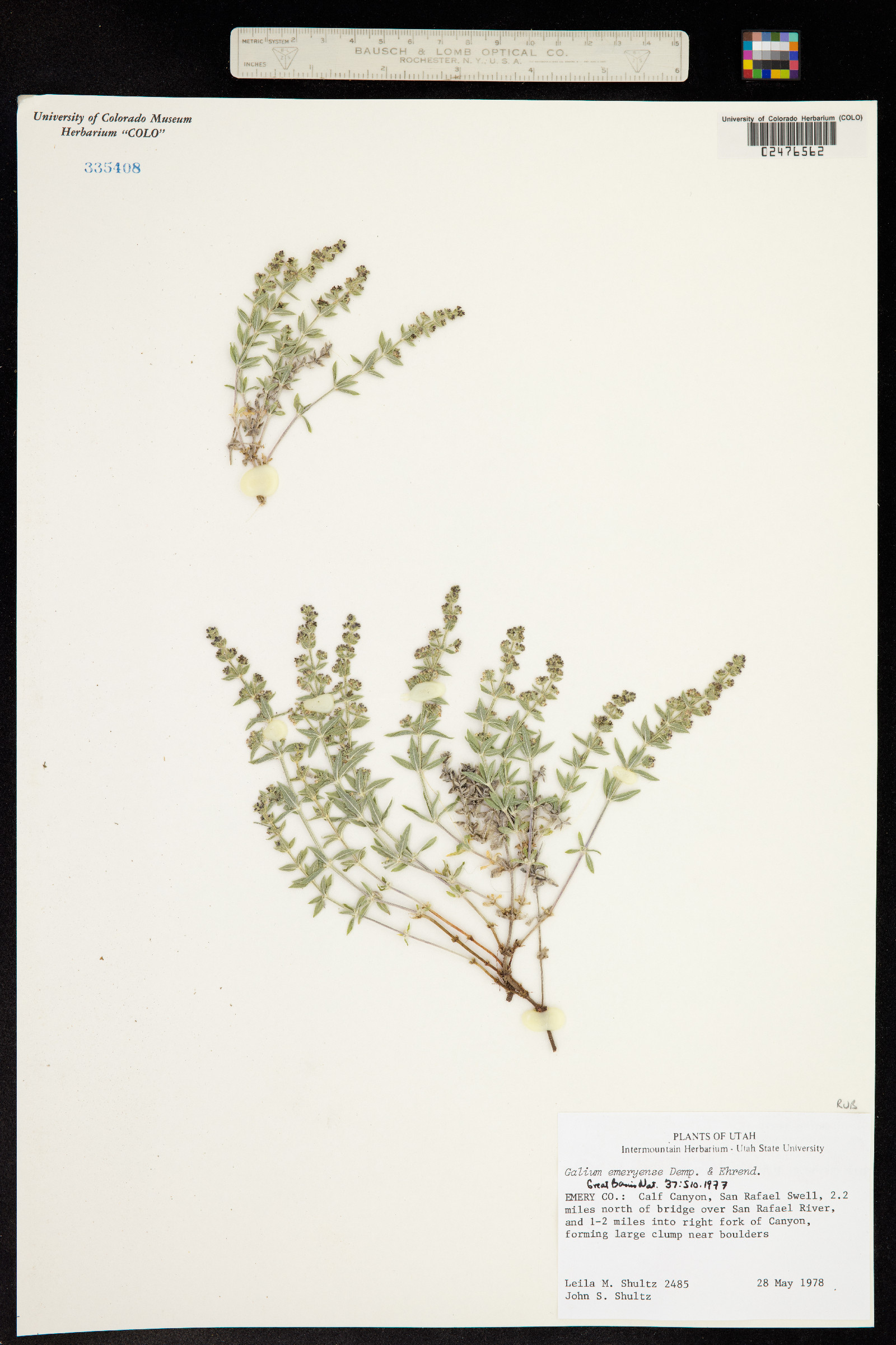 Galium emeryense image