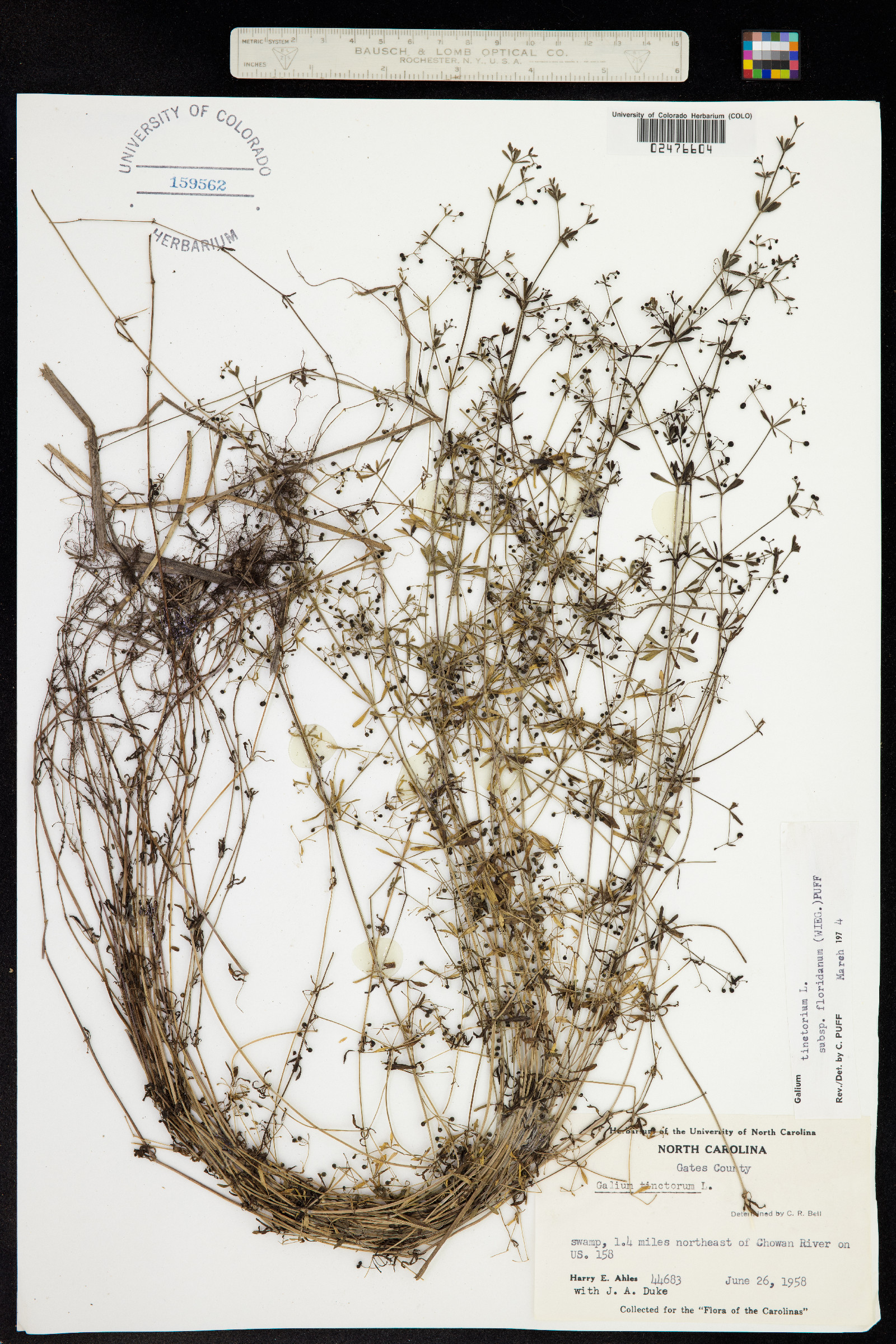 Galium tinctorium image