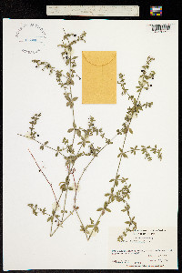 Image of Galium bermudense