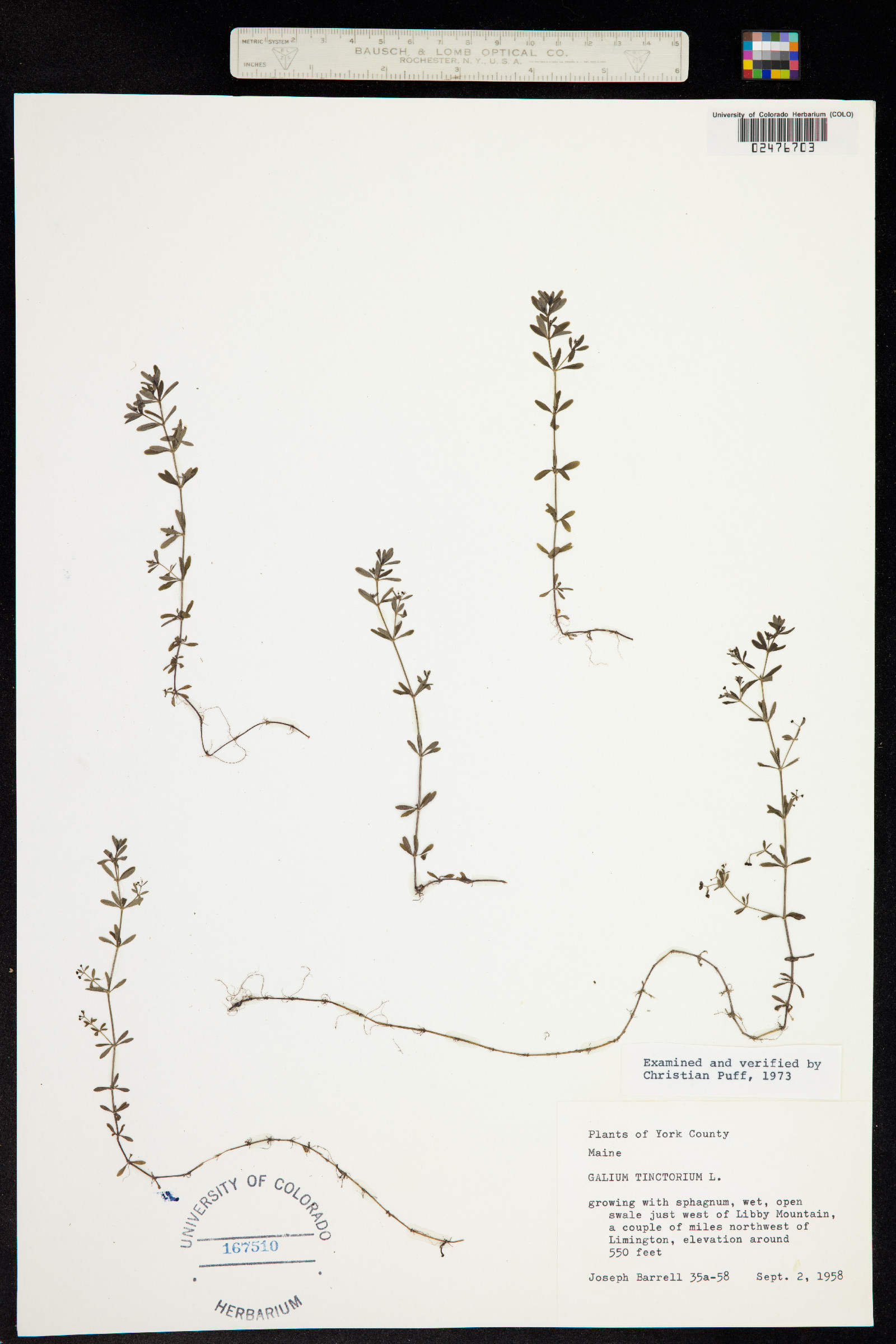 Galium image