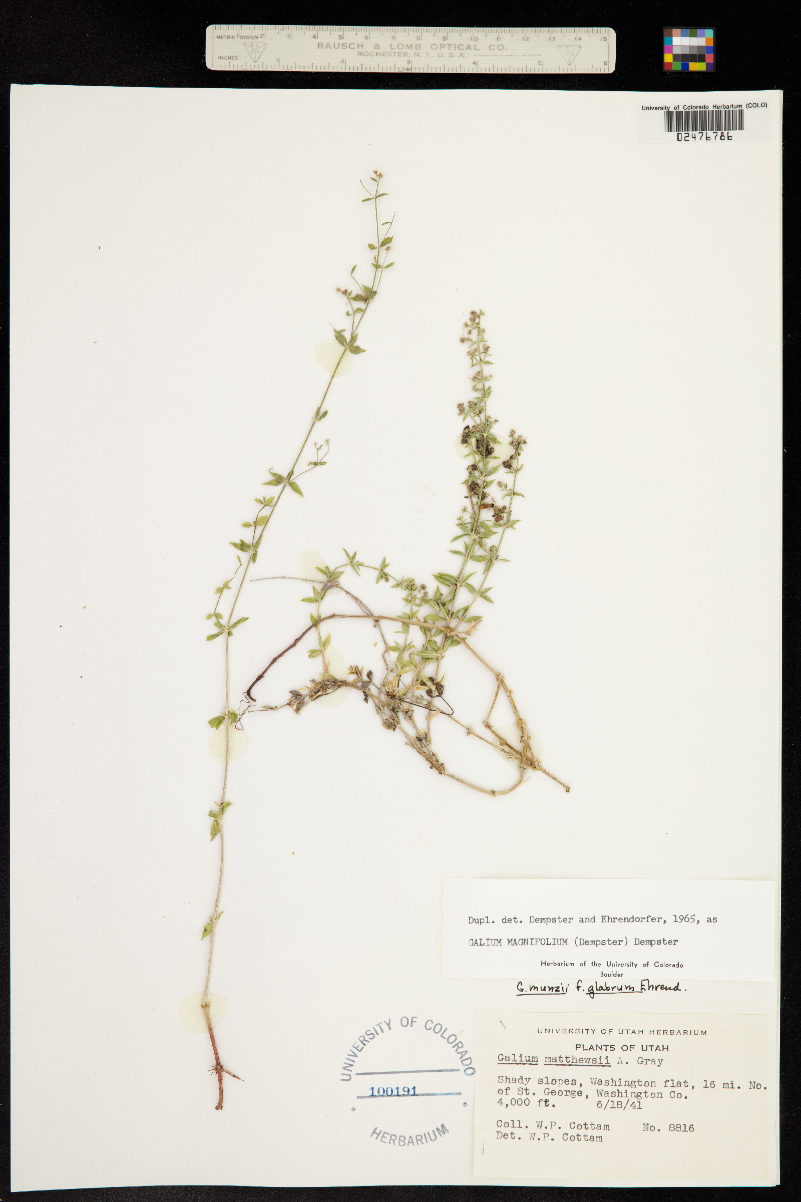 Galium matthewsii image