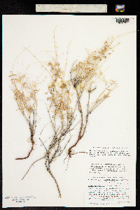 Galium magnifolium image