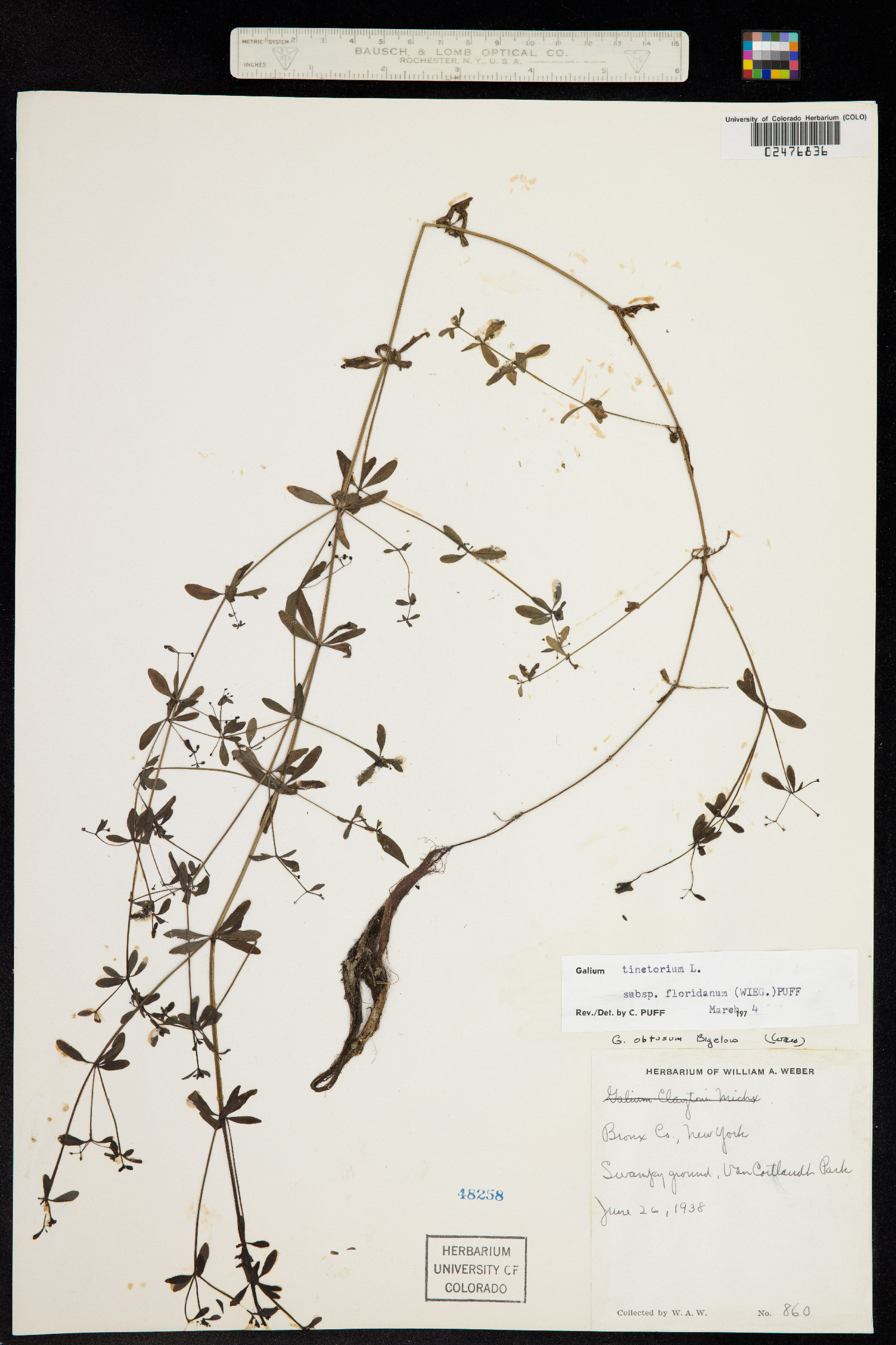 Galium tinctorium image