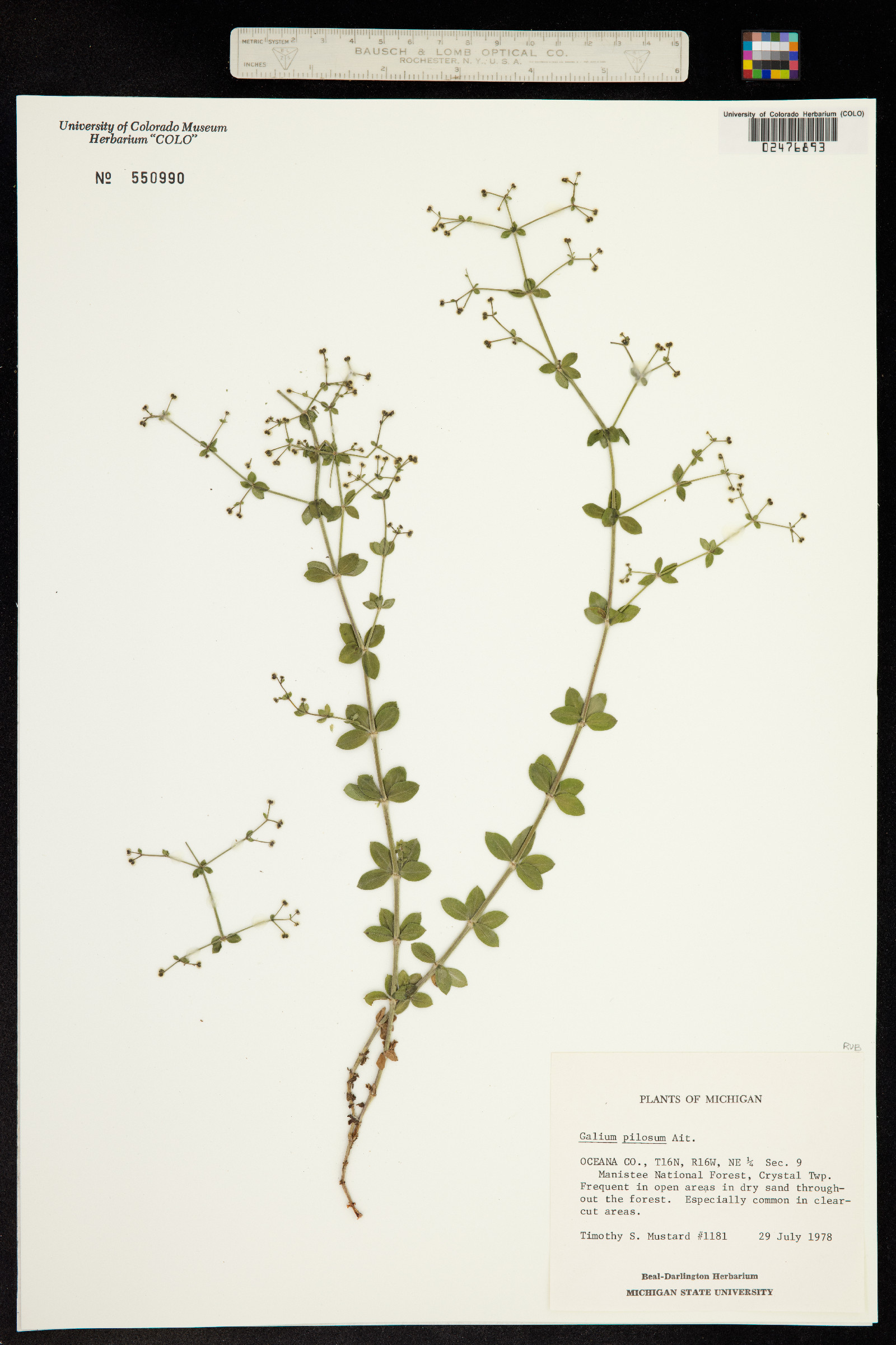 Galium pilosum image