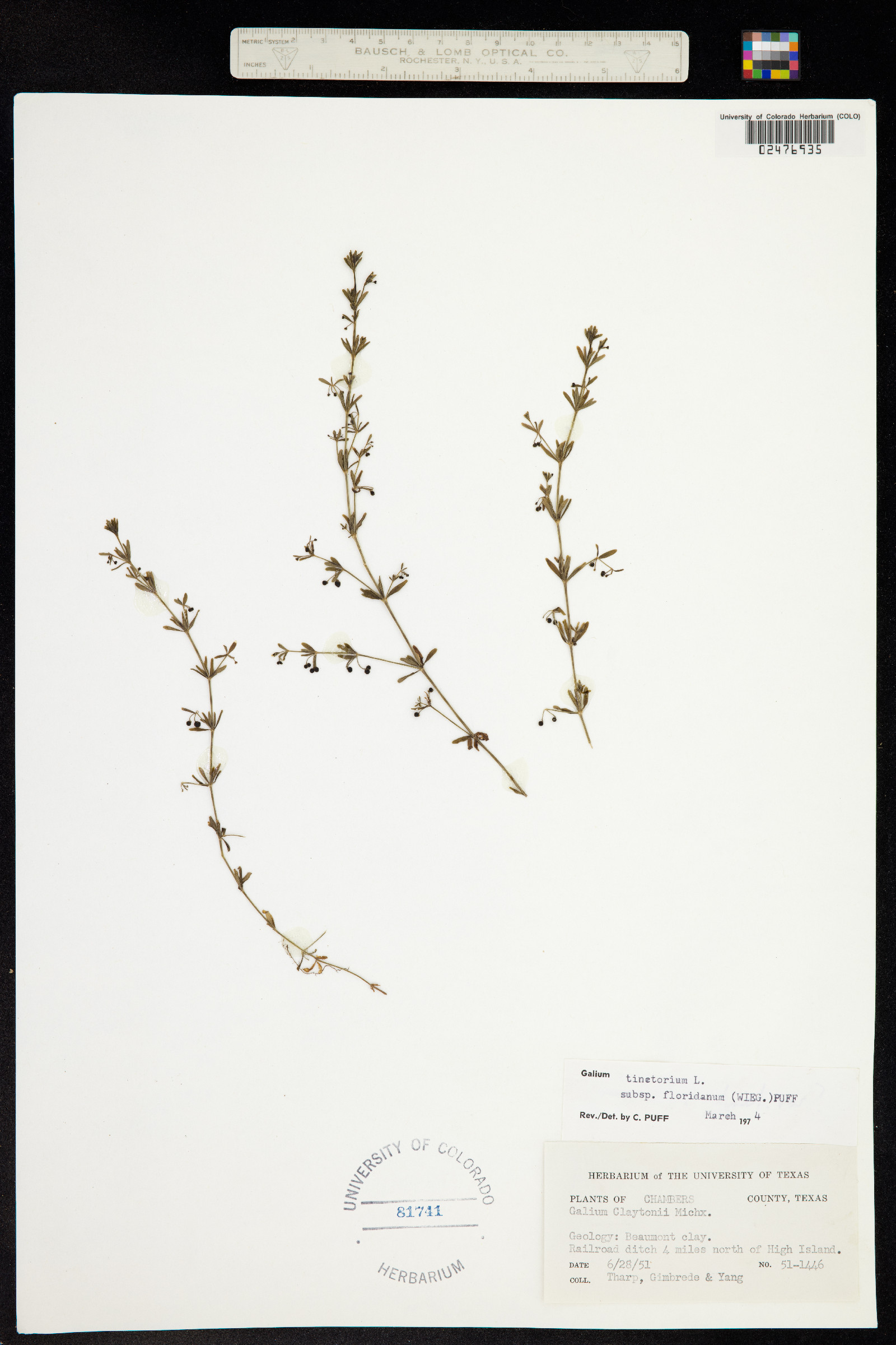 Galium tinctorium image