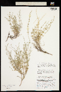 Galium scabriusculum image