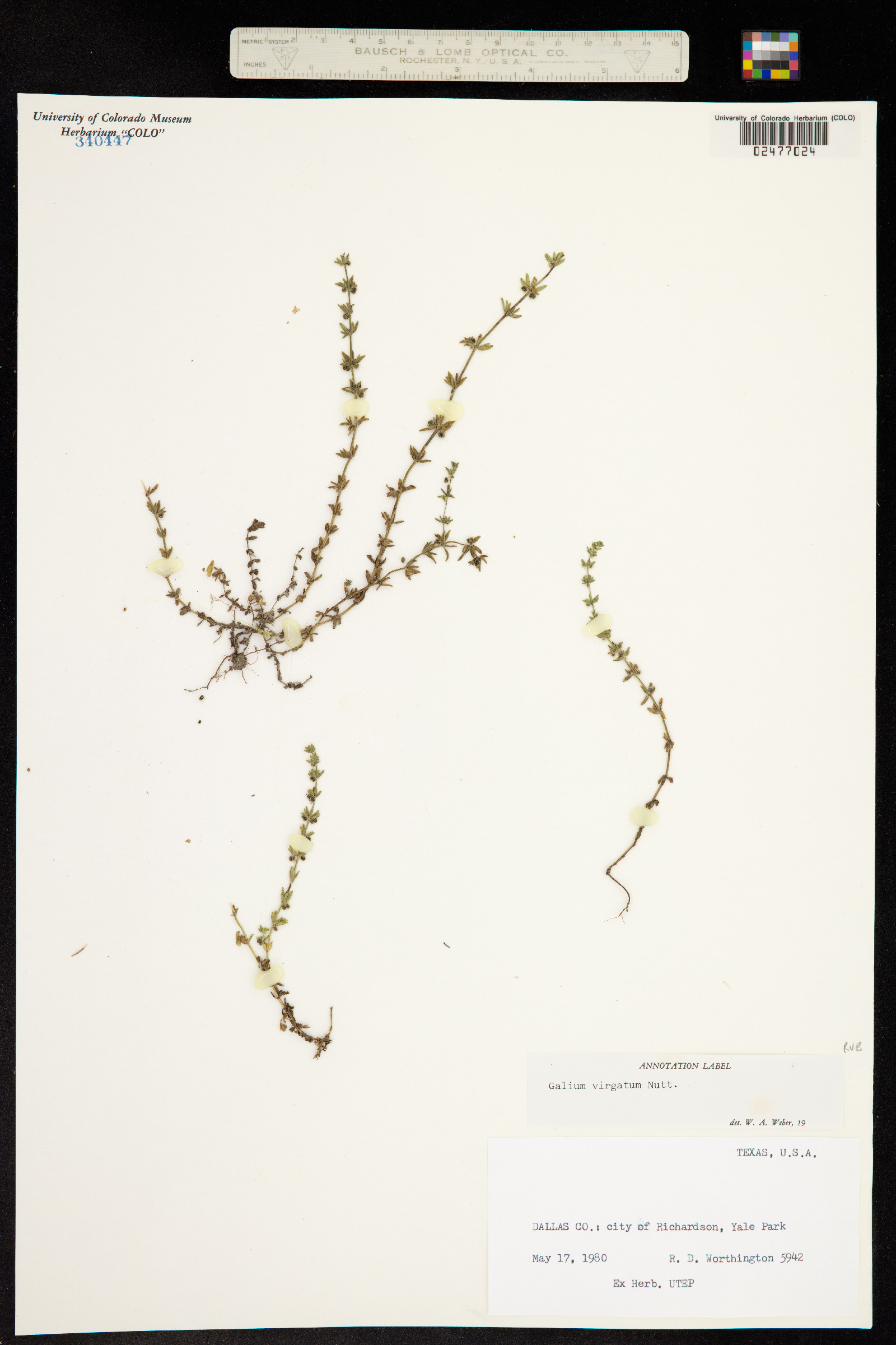 Galium virgatum image