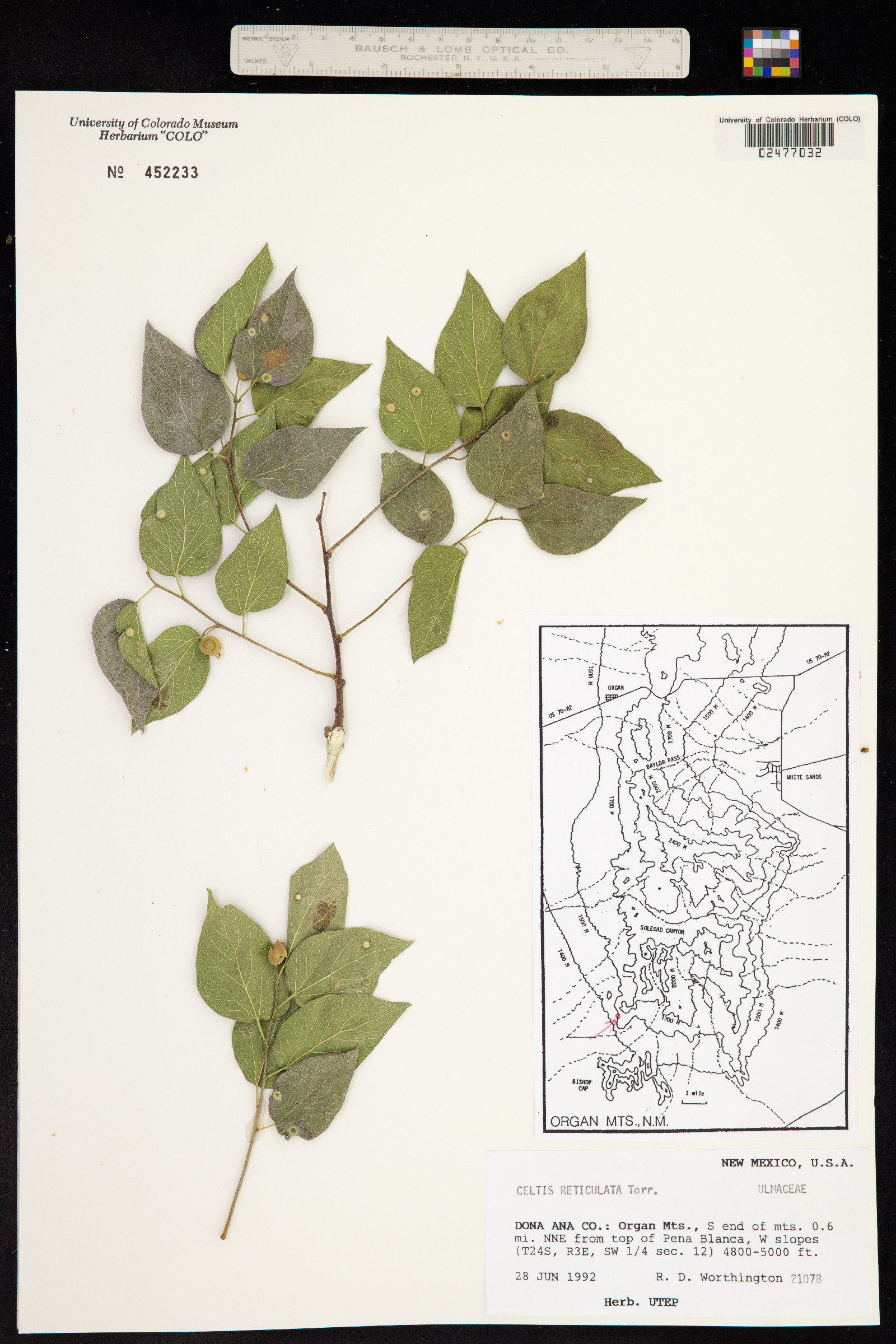 Celtis reticulata image