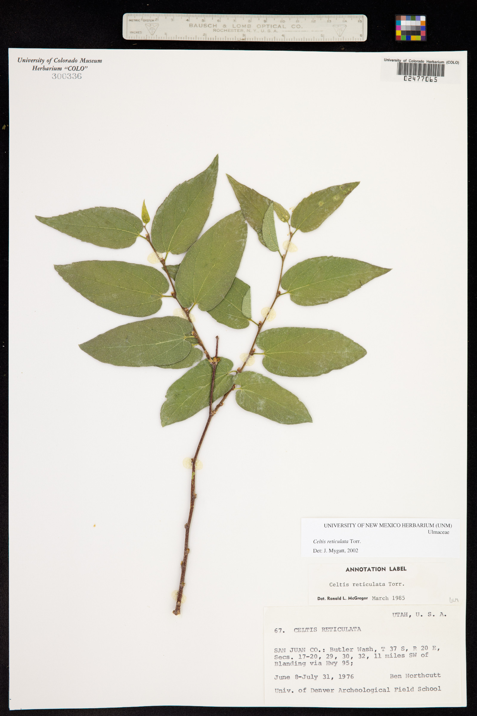 Celtis reticulata image