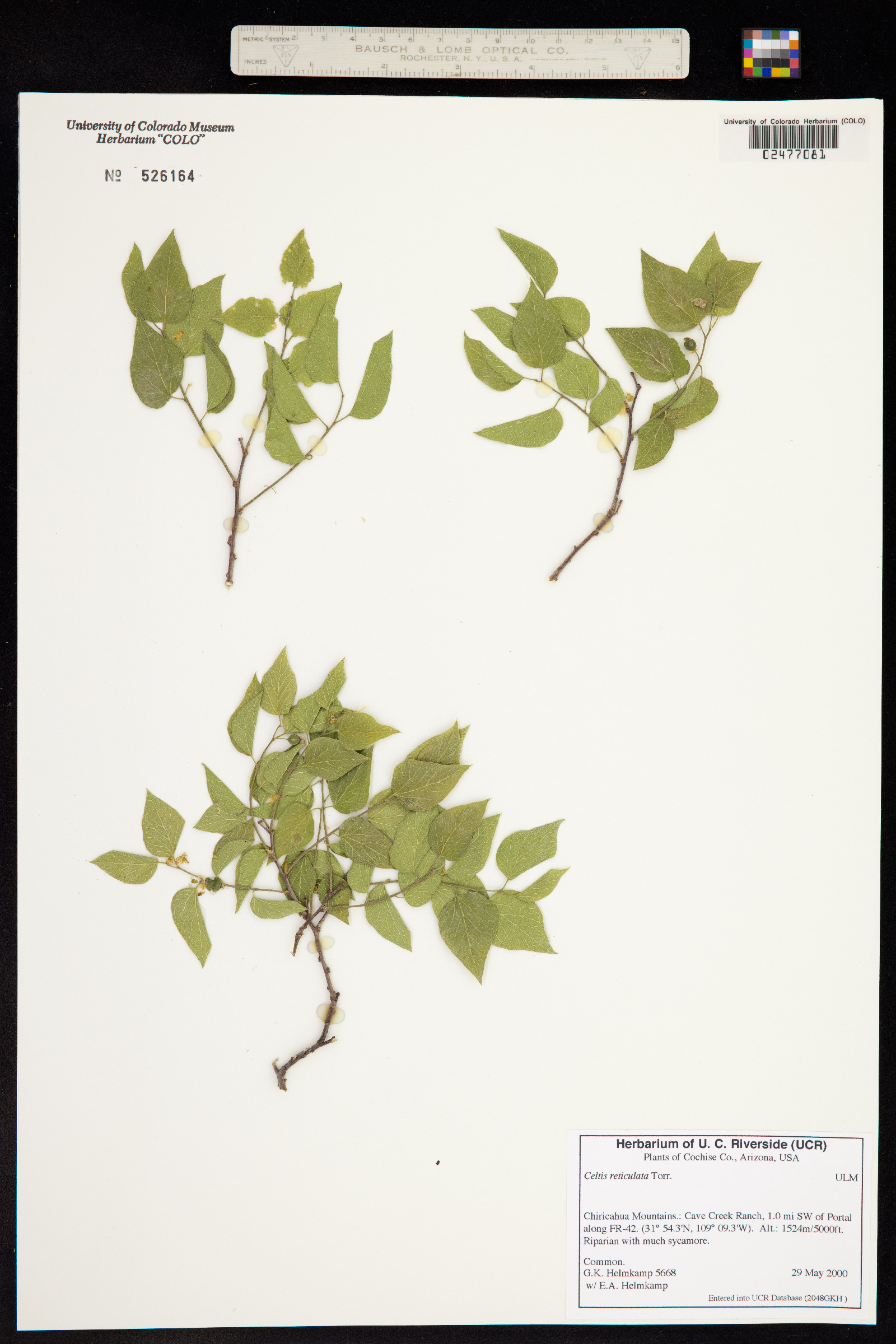 Celtis reticulata image