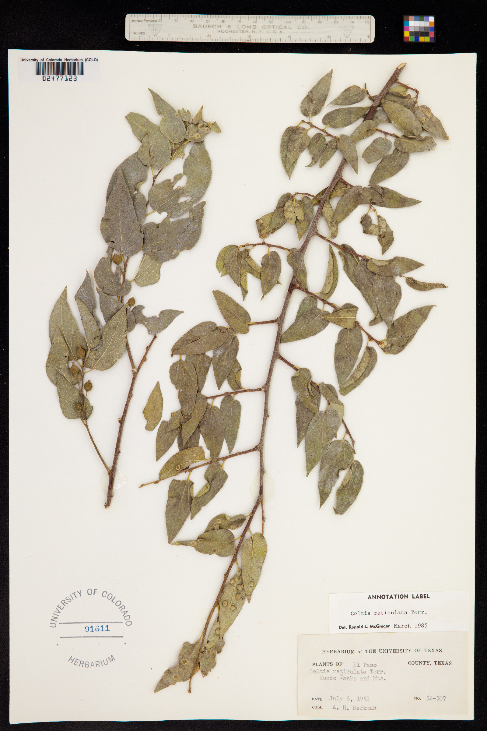Celtis reticulata image