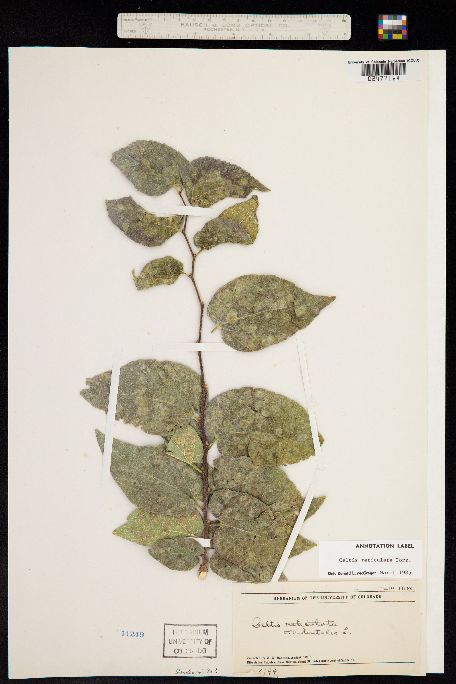 Celtis reticulata image