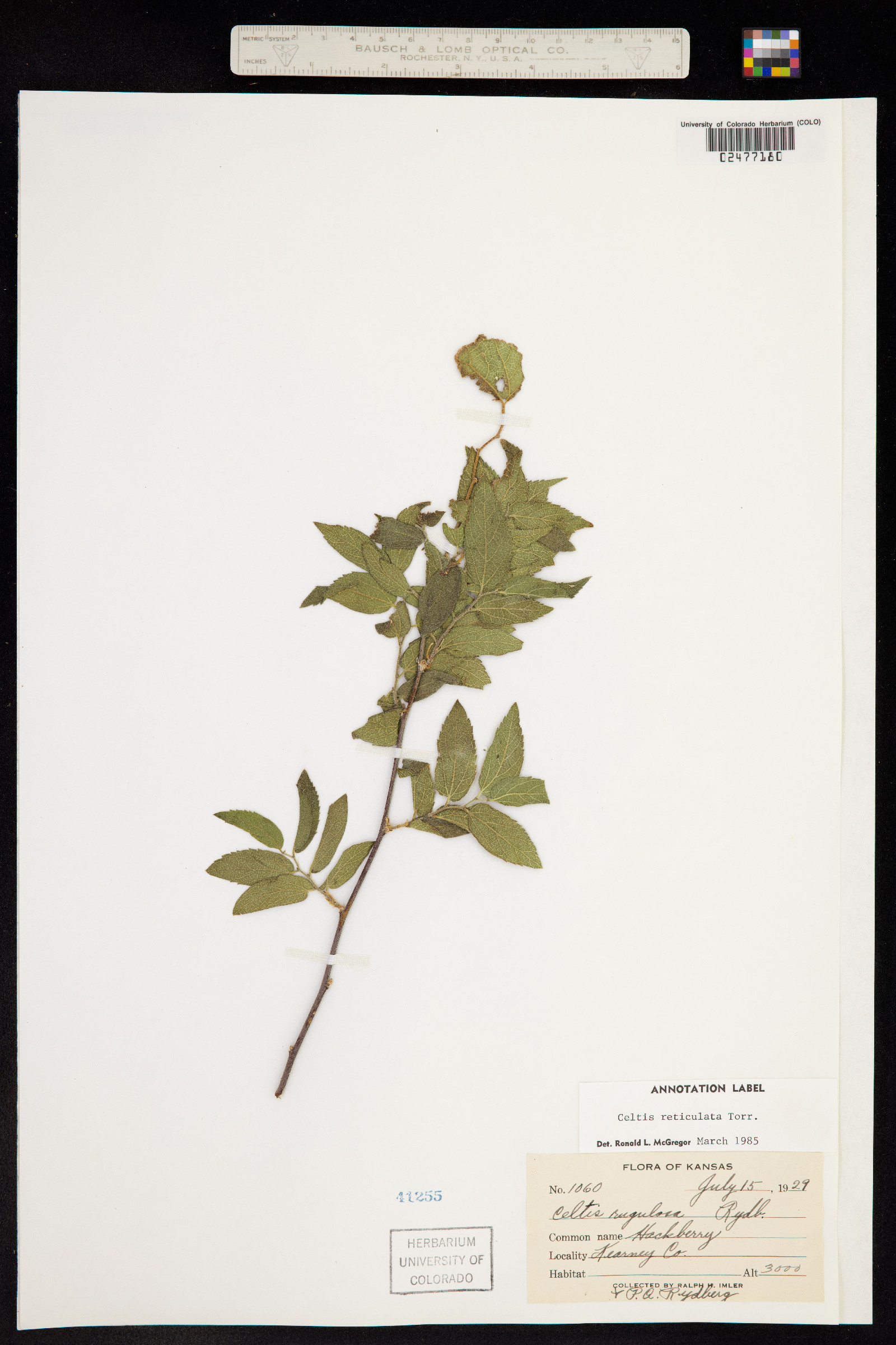 Celtis reticulata image