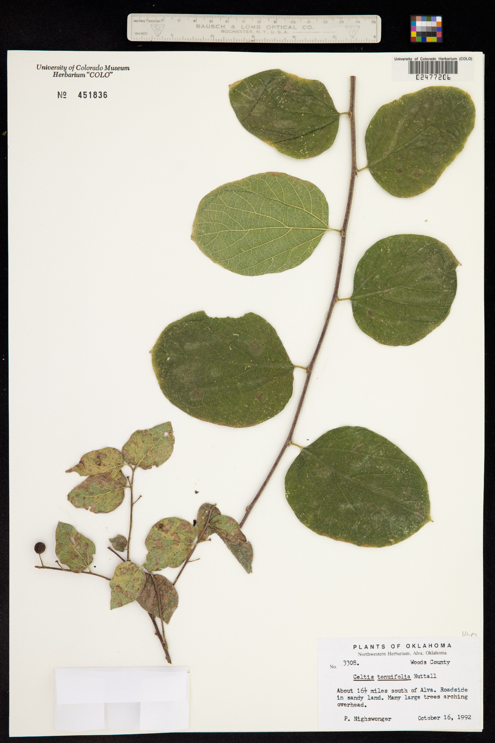 Celtis tenuifolia image
