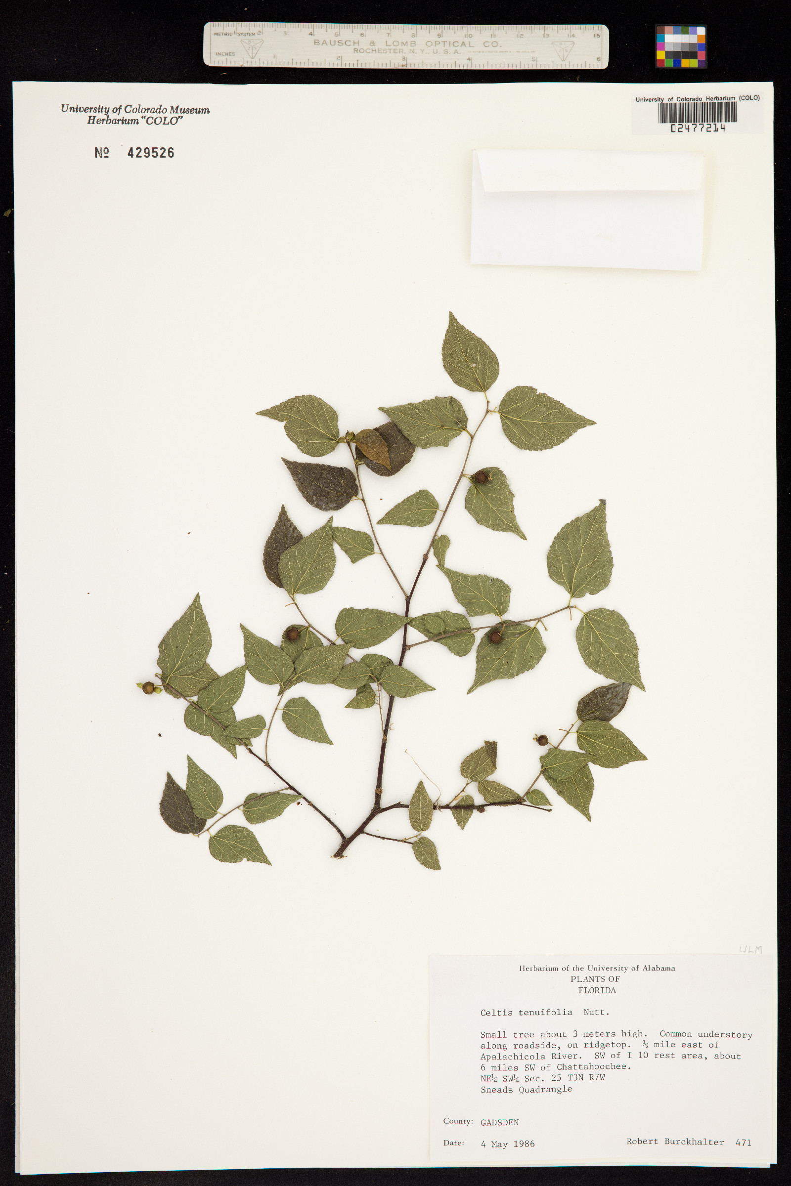 Celtis tenuifolia image