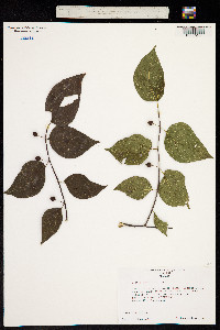 Image of Celtis tenuifolia