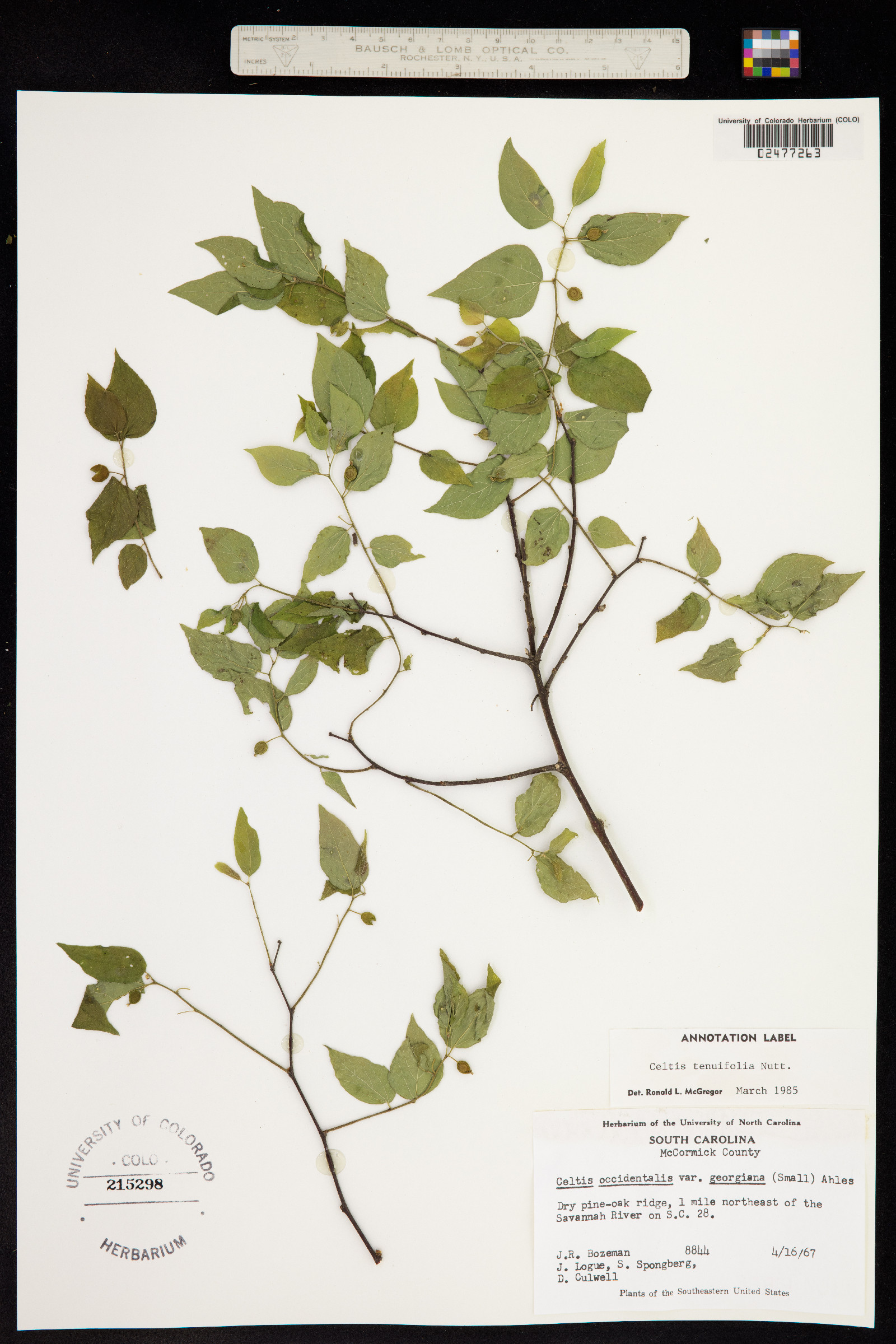 Celtis tenuifolia image