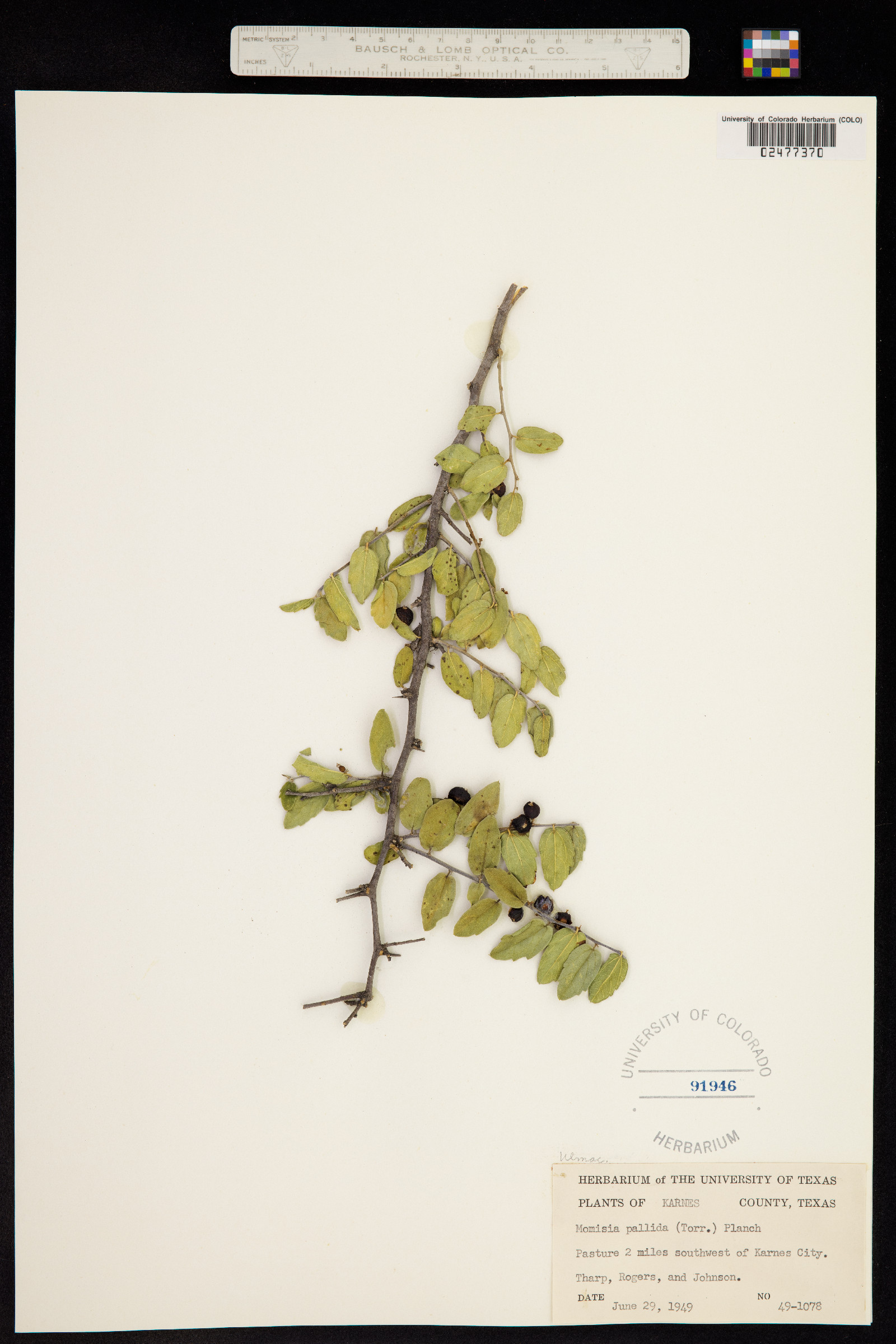 Celtis pallida image