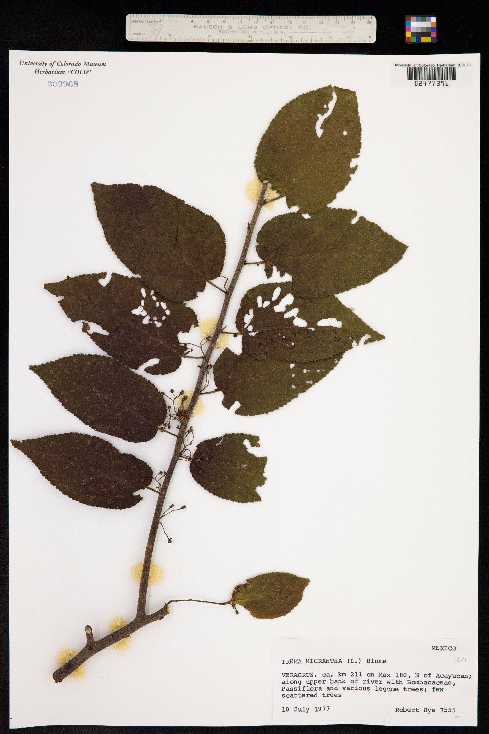 Trema micrantha image