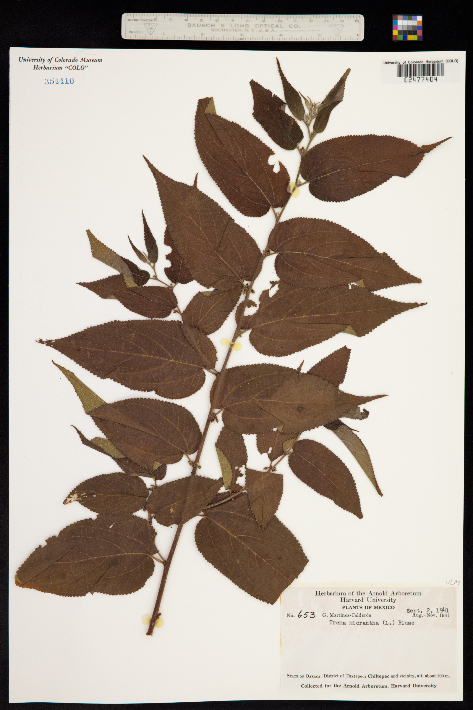 Trema micrantha image