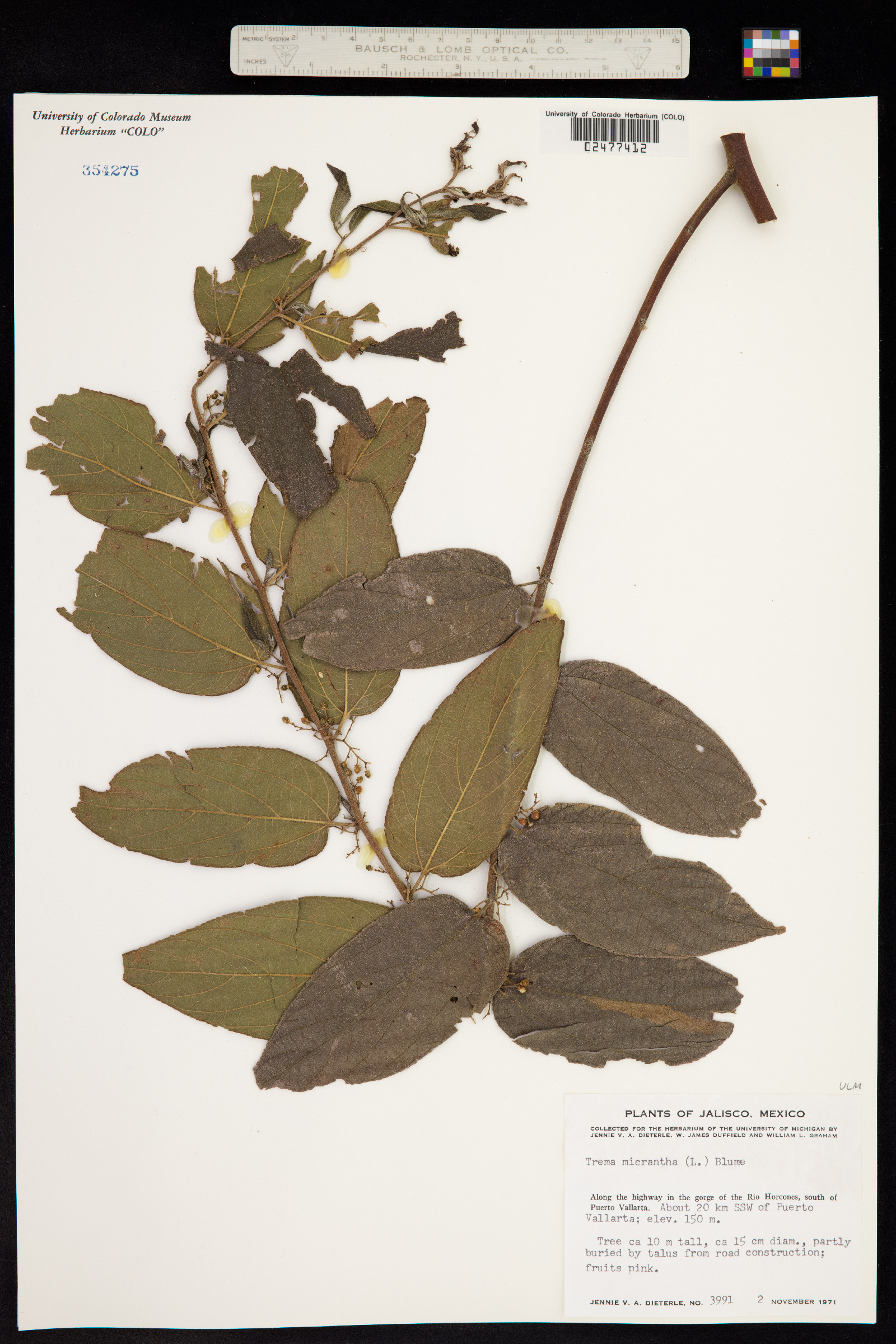 Trema micrantha image